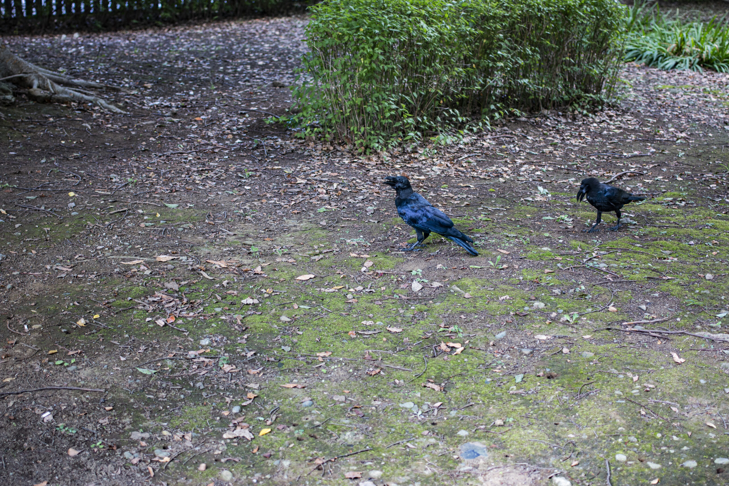 人の少ない上野公園