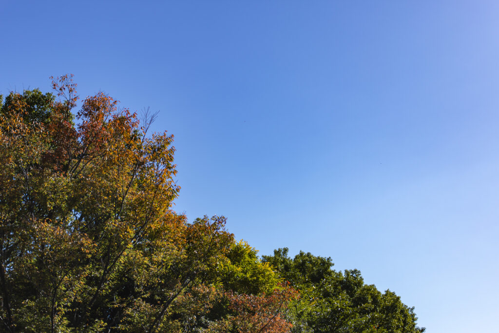 東京港野鳥公園散策