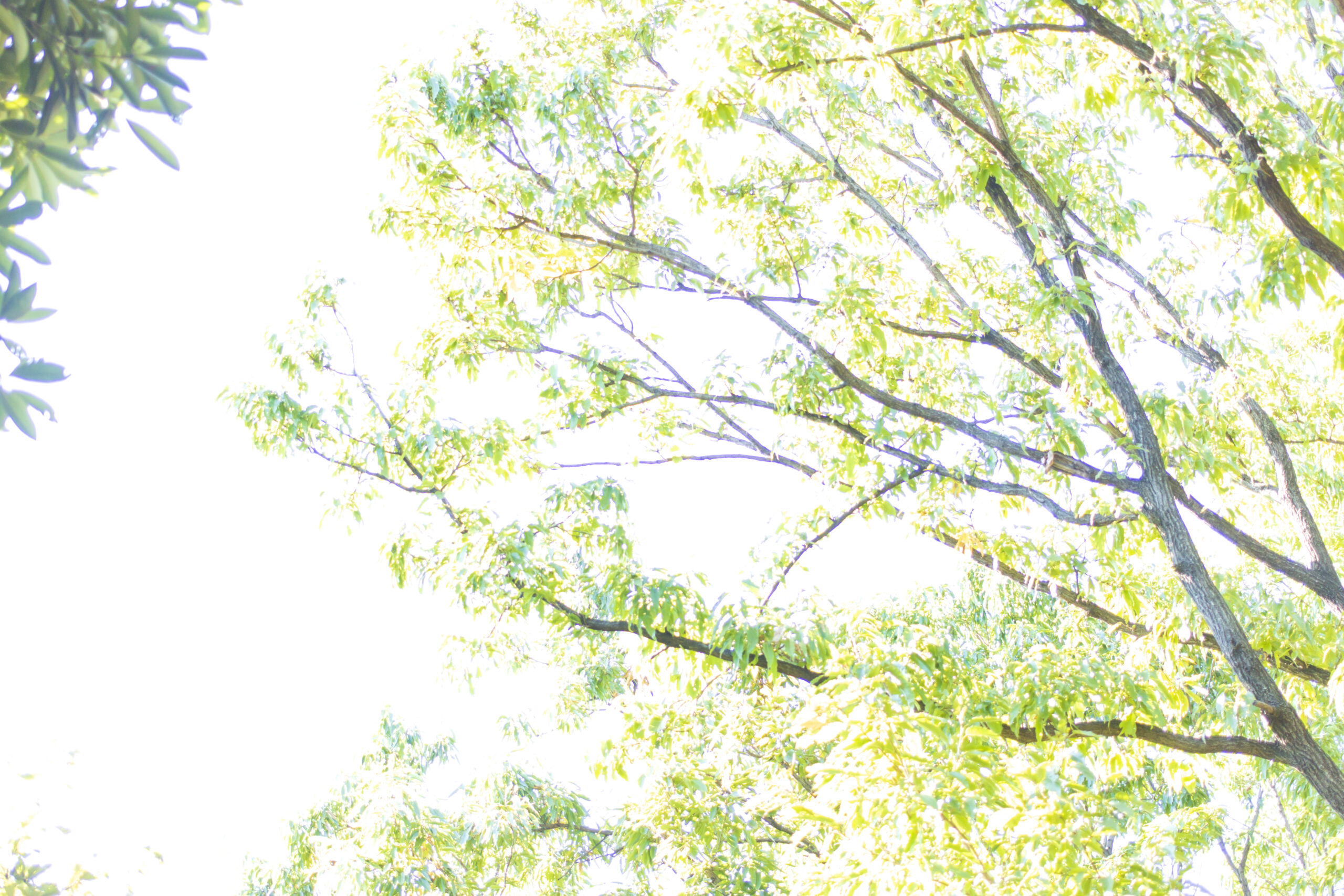東京港野鳥公園散策 No.2