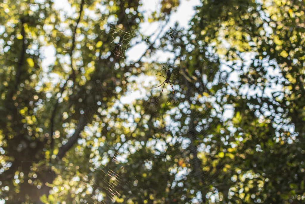 東京港野鳥公園散策