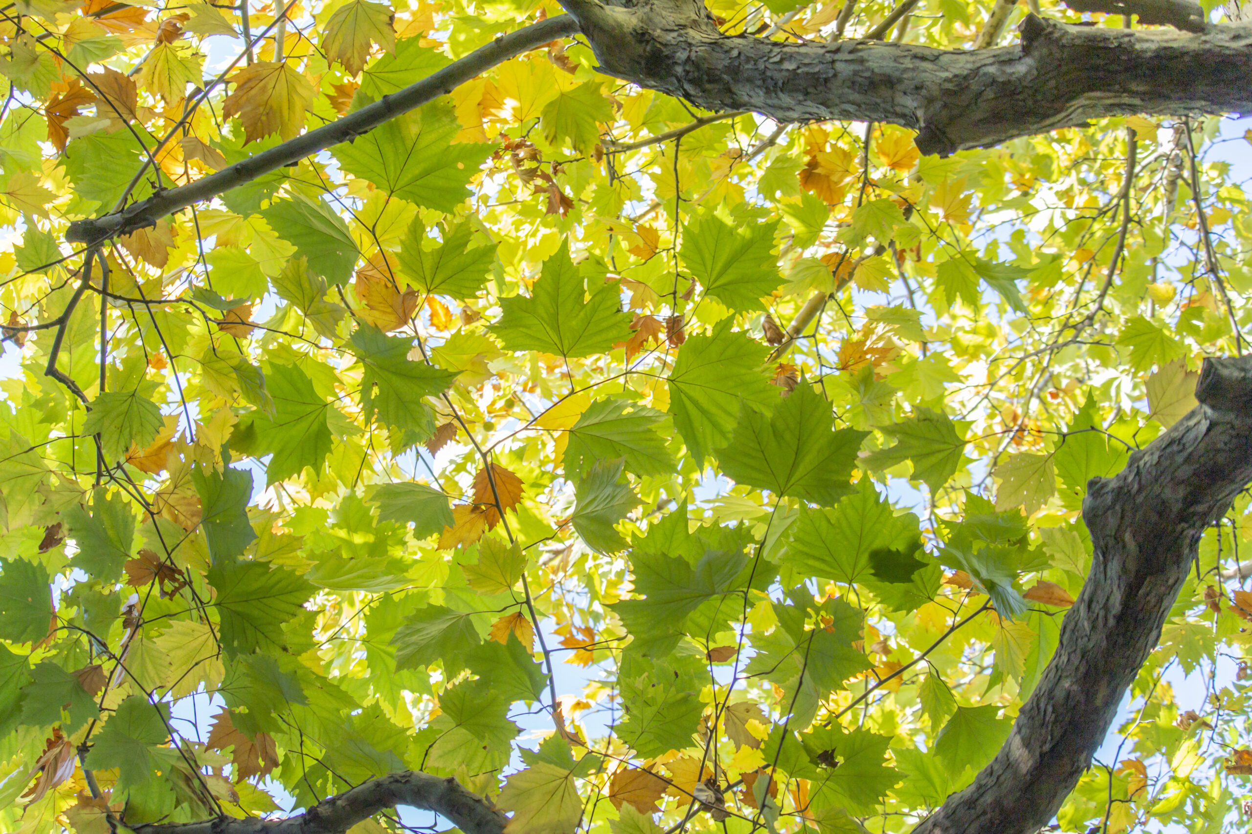 東京港野鳥公園散策