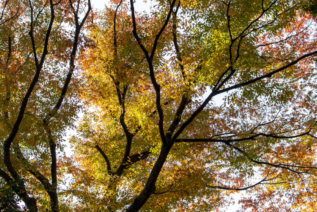 高輪GW駅→旧岩崎邸庭園