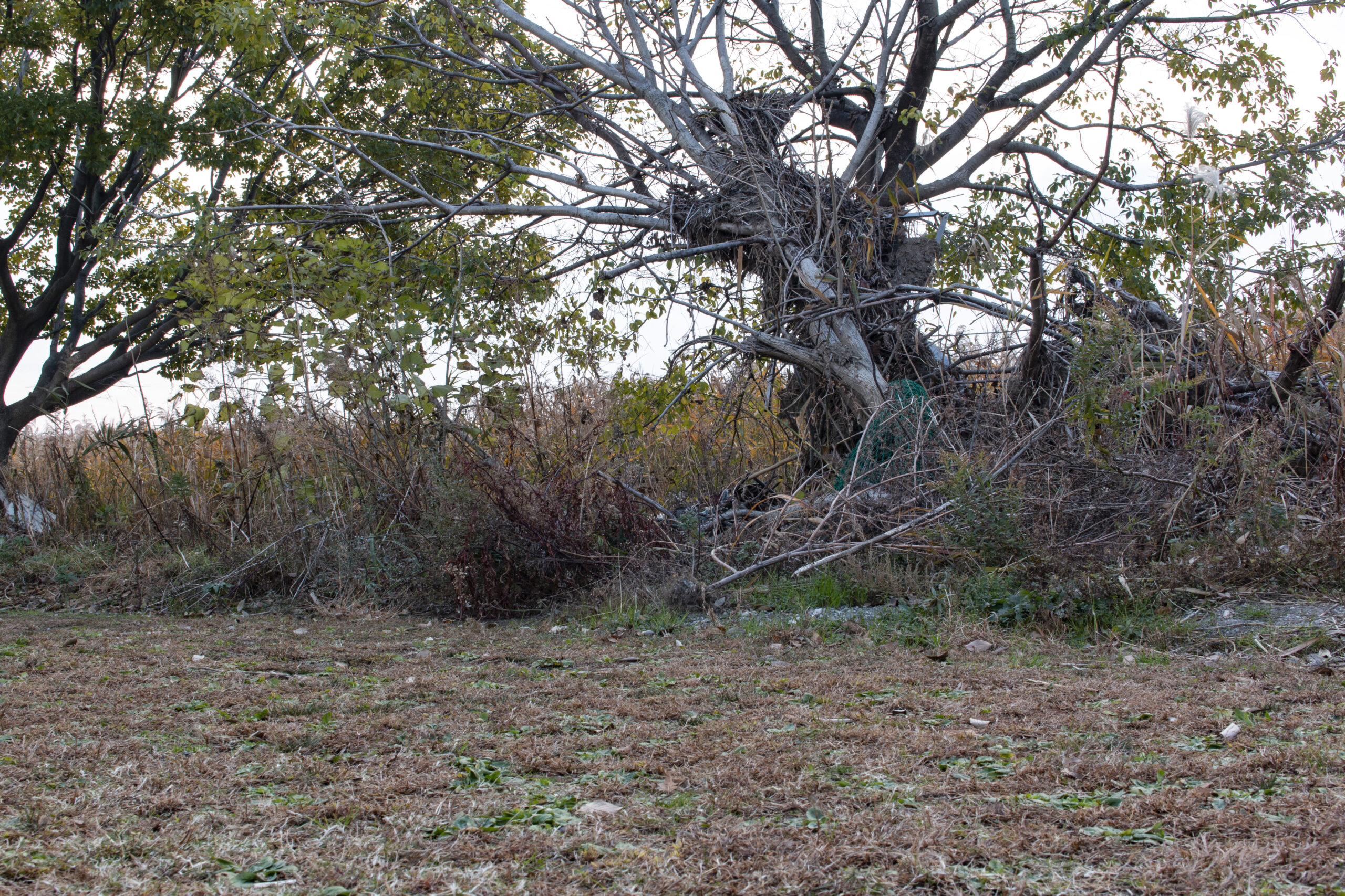朝の多摩川の青
