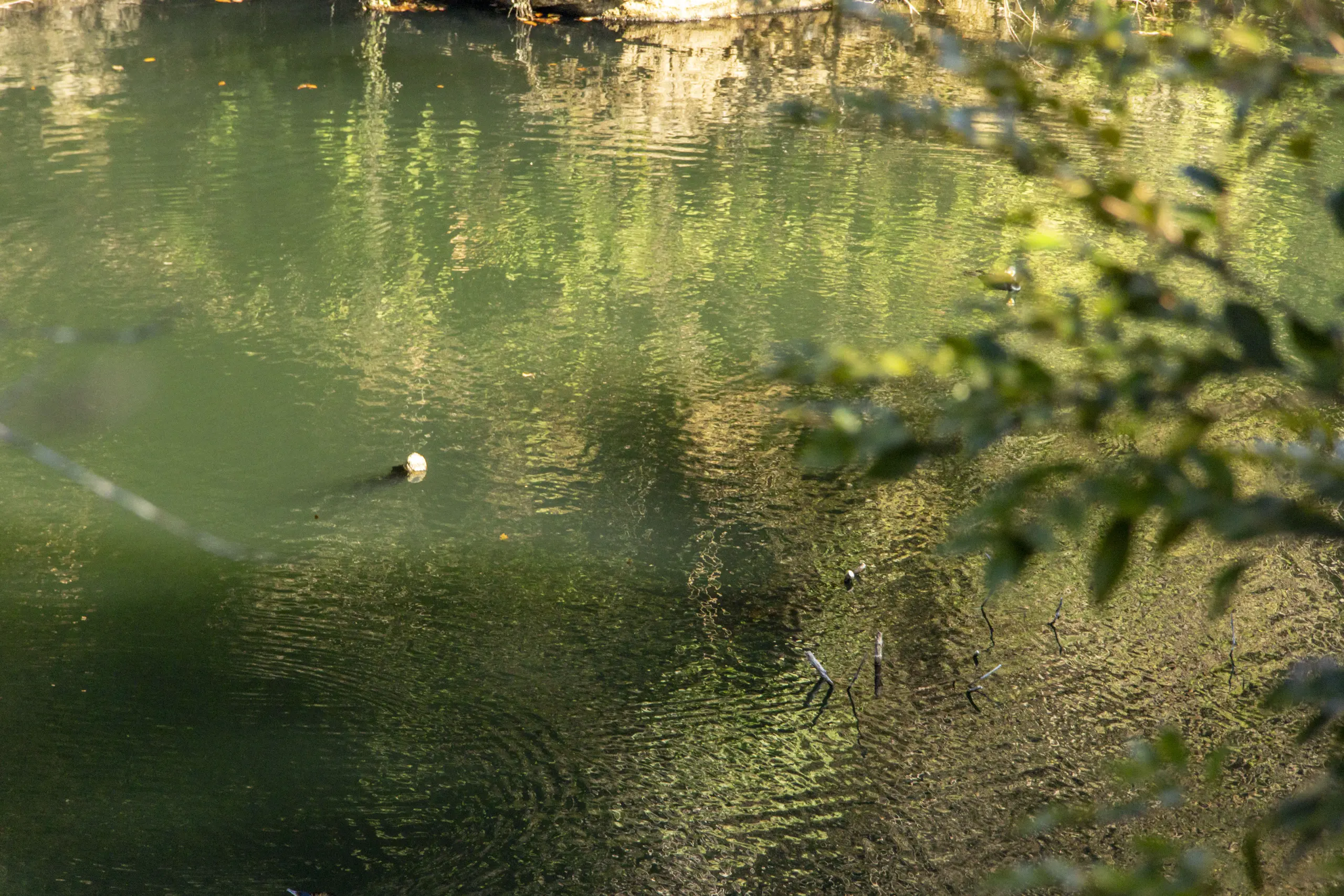 散在ガ池（鎌倉湖）