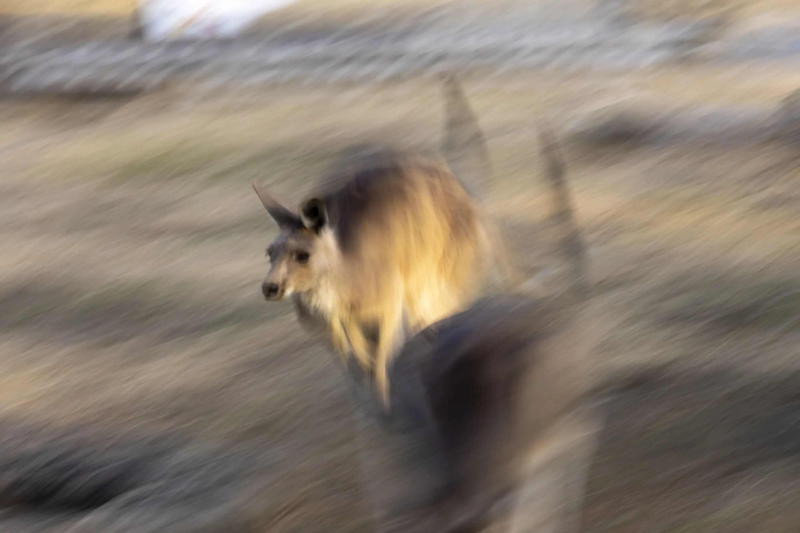 カンガルー