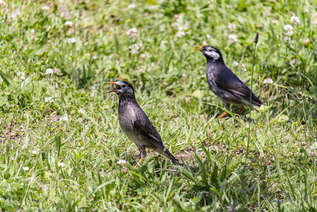 横須賀中央→平和中央公園→うみかぜ公園→馬堀海岸