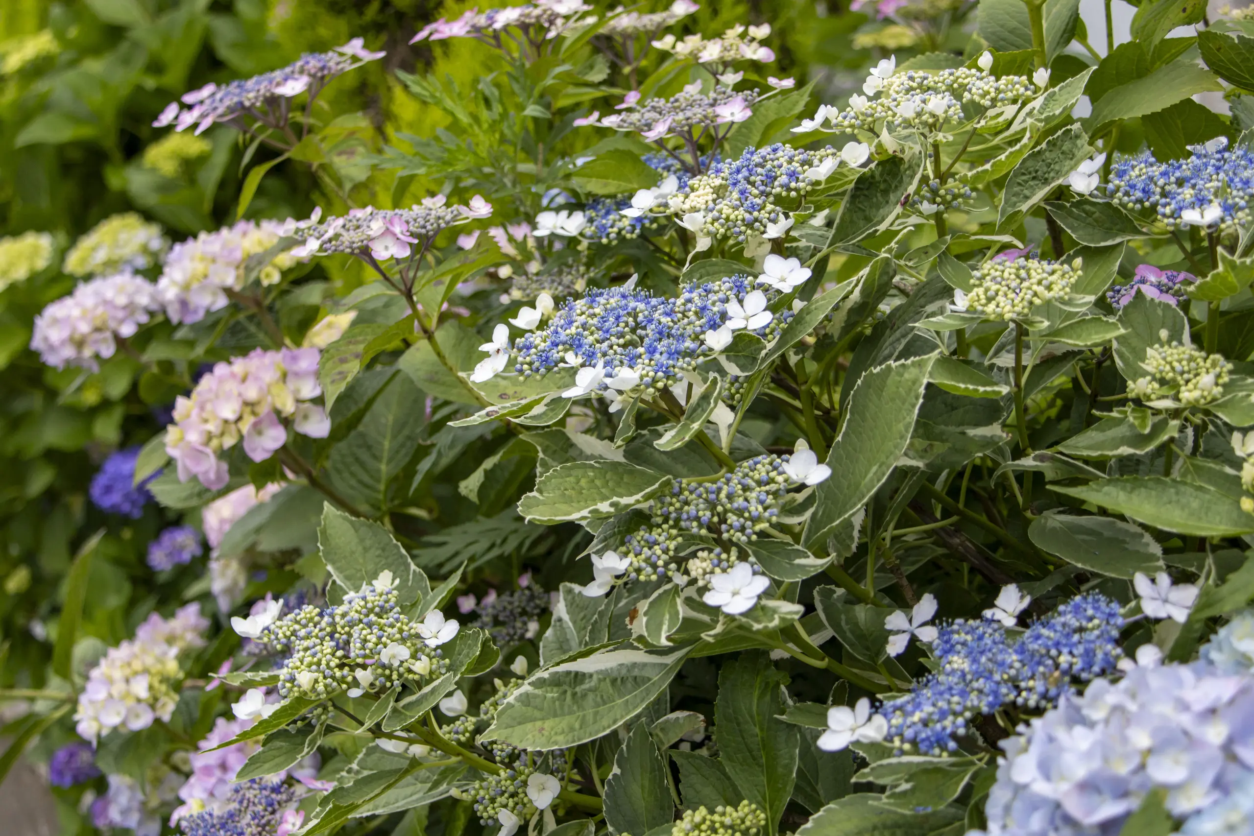 紫陽花の季節