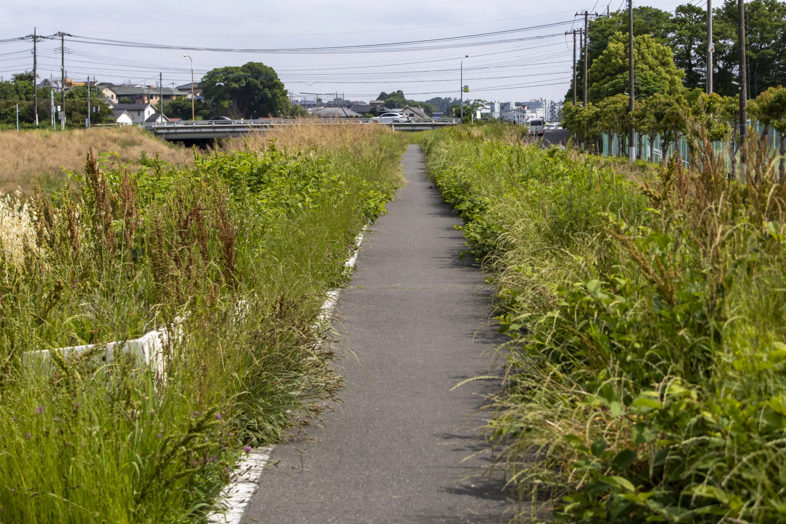 大宮駅→大宮公園→氷川神社→合併記念見沼公園→コクーンシティ No.55