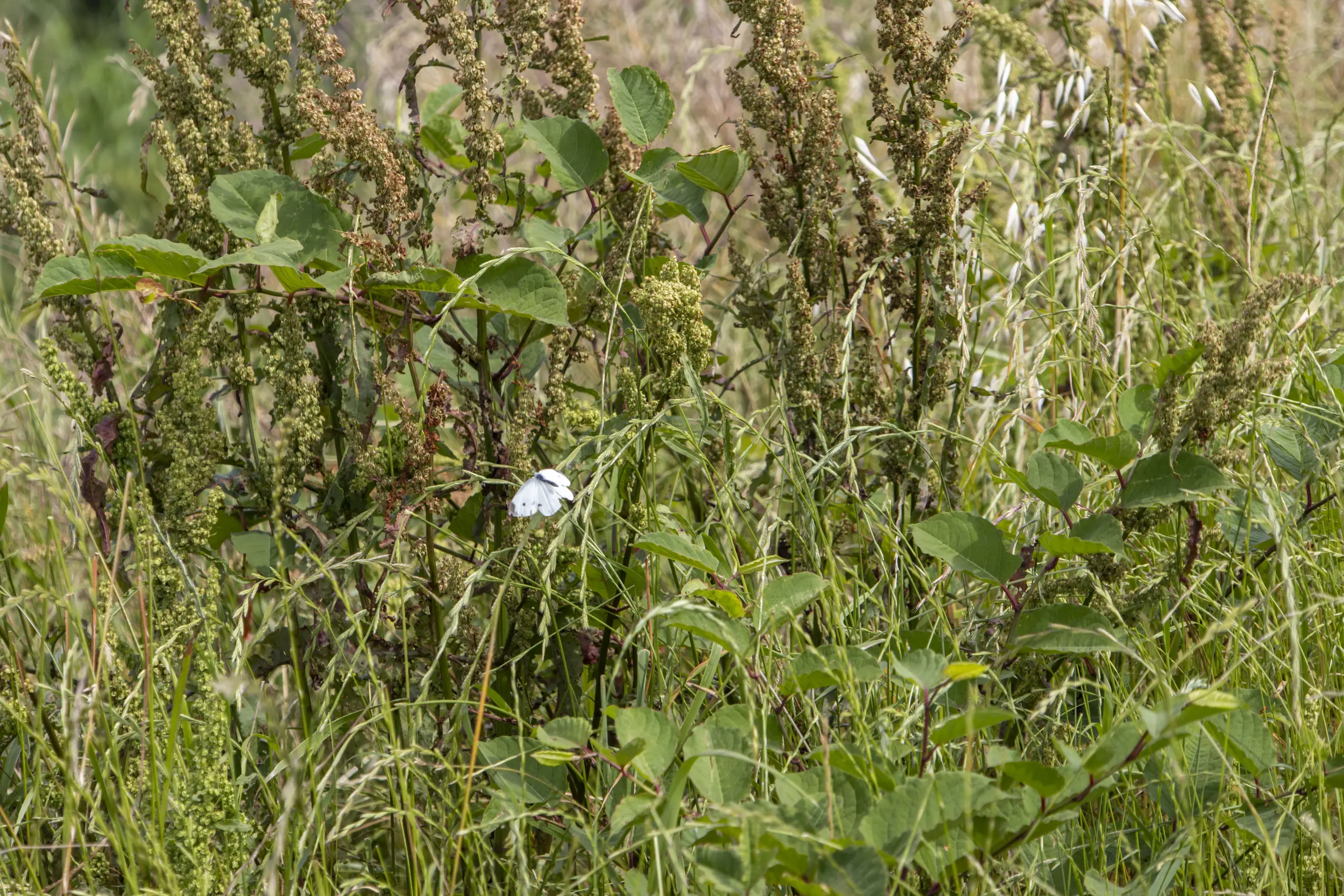 大宮駅→大宮公園→氷川神社→合併記念見沼公園→コクーンシティ