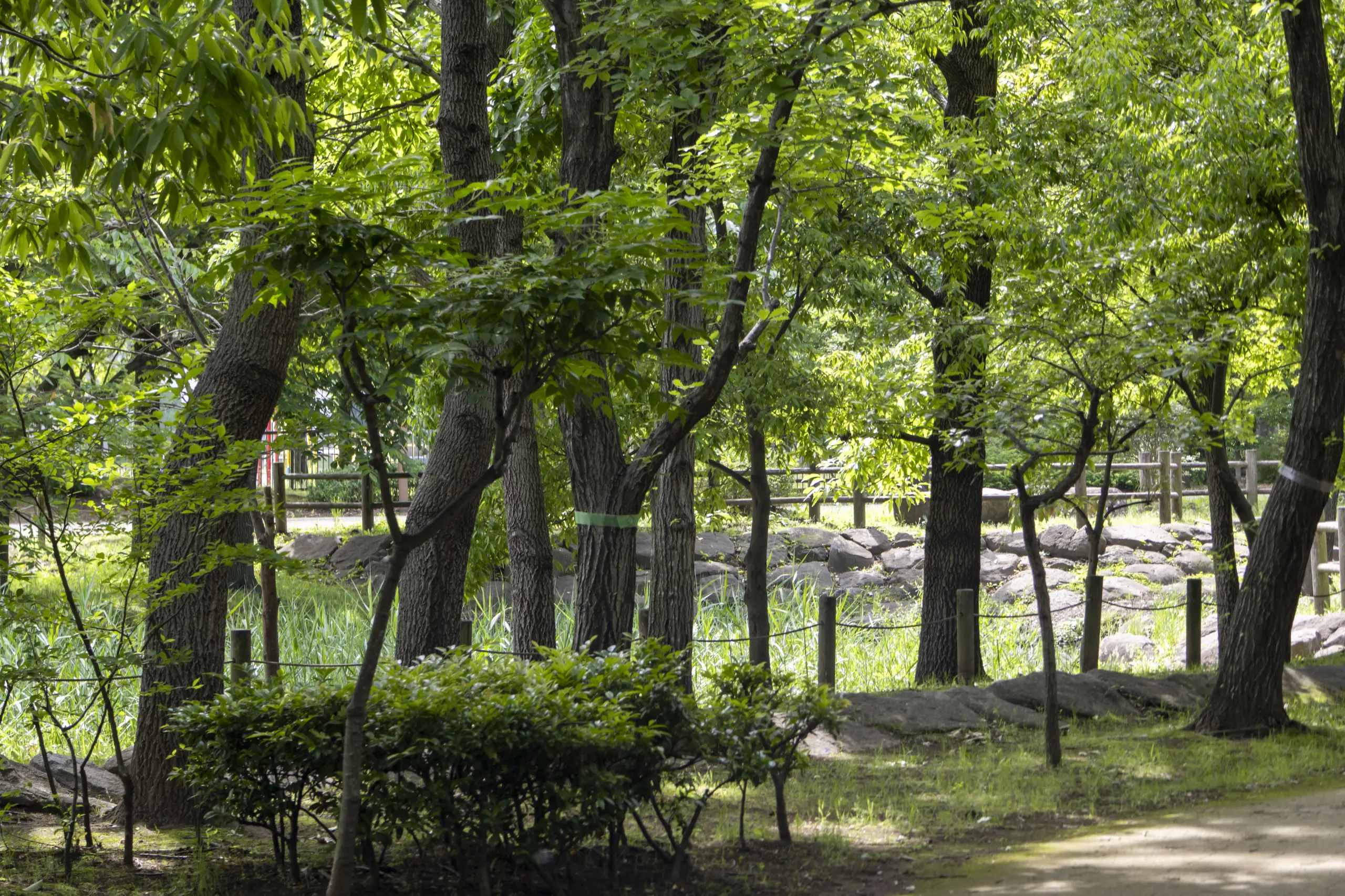 合併記念見沼公園