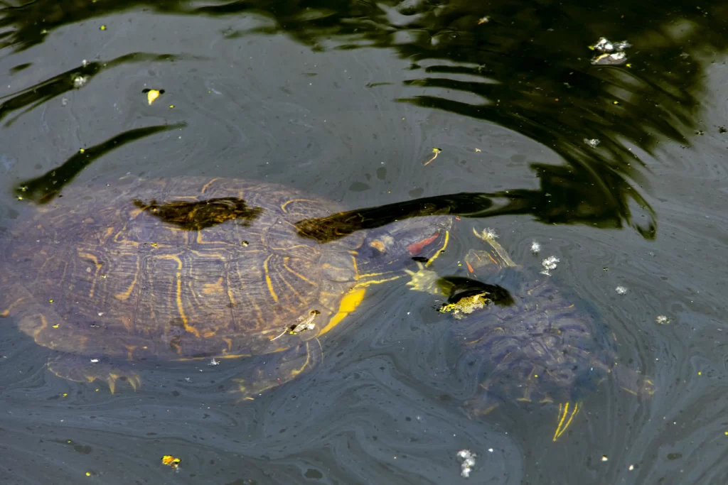大宮駅→大宮公園→氷川神社→合併記念見沼公園→コクーンシティ
