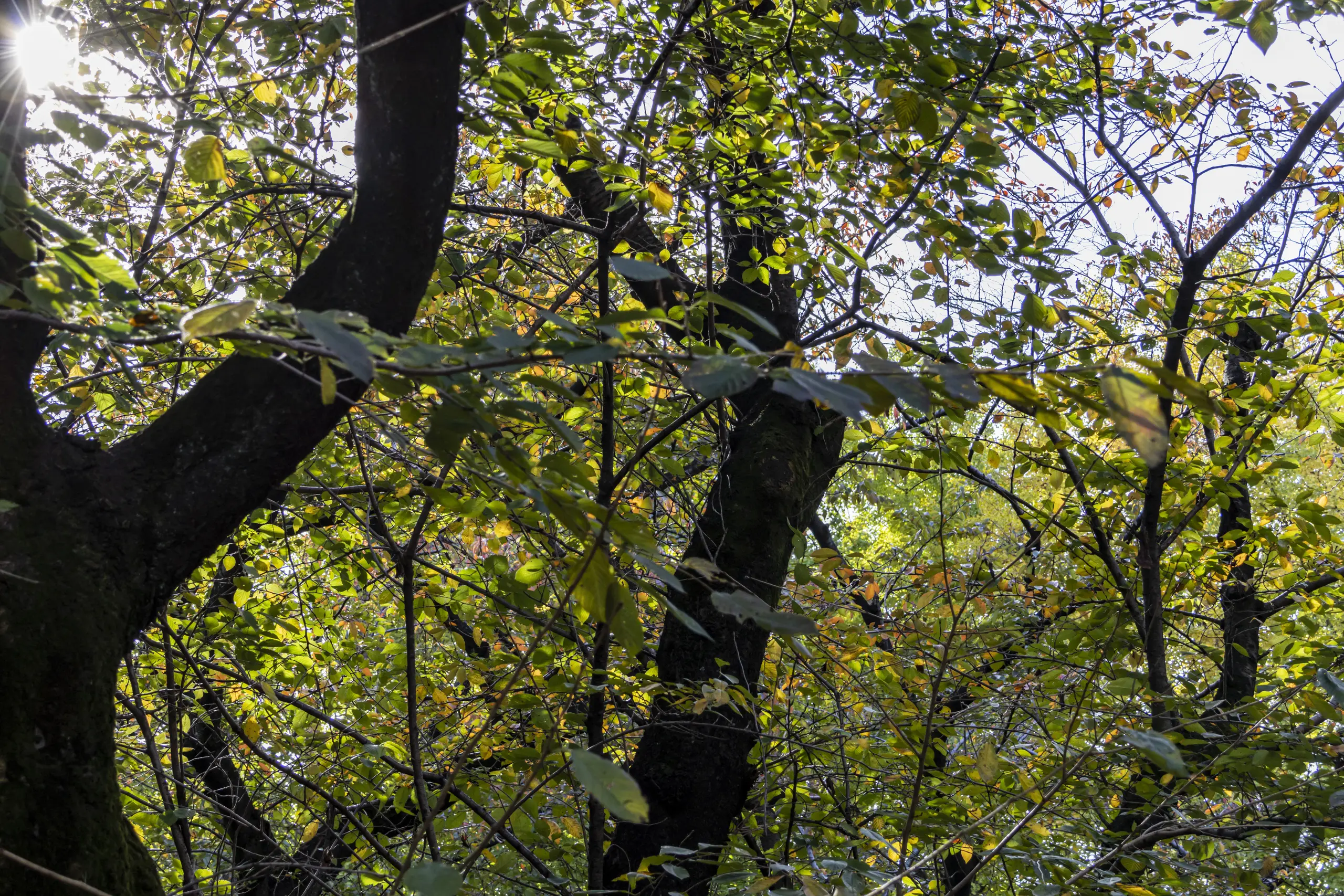 池尻稲荷神社→世田谷公園→三軒茶屋→駒沢オリンピック公園