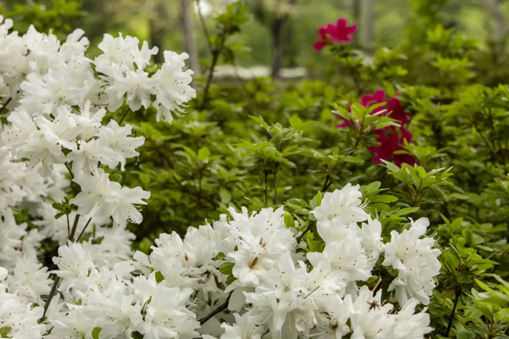 神田→両国→亀戸