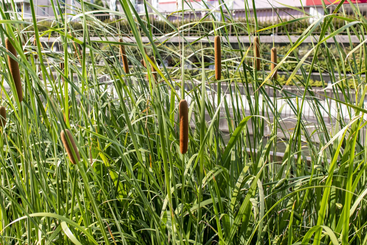 スカイツリー旧中川→荒川→立石→青砥