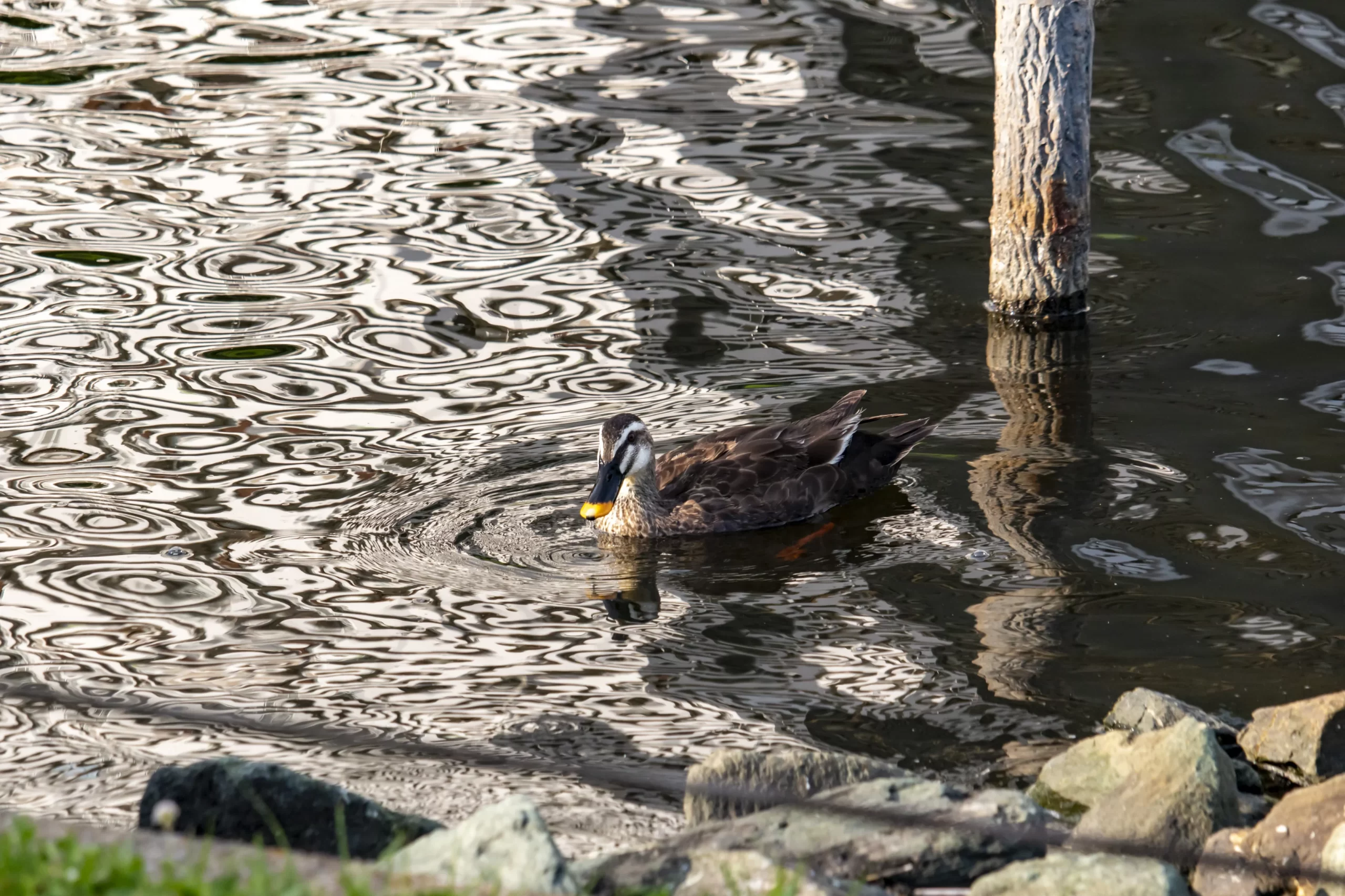 スカイツリー旧中川→荒川→立石→青砥