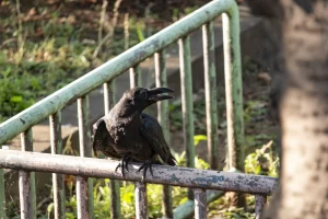 IMG_1222