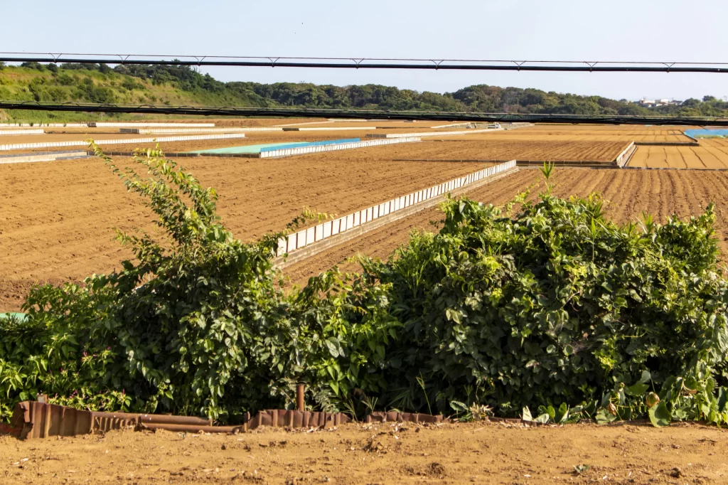 三崎口→黒崎海岸→黒崎の鼻