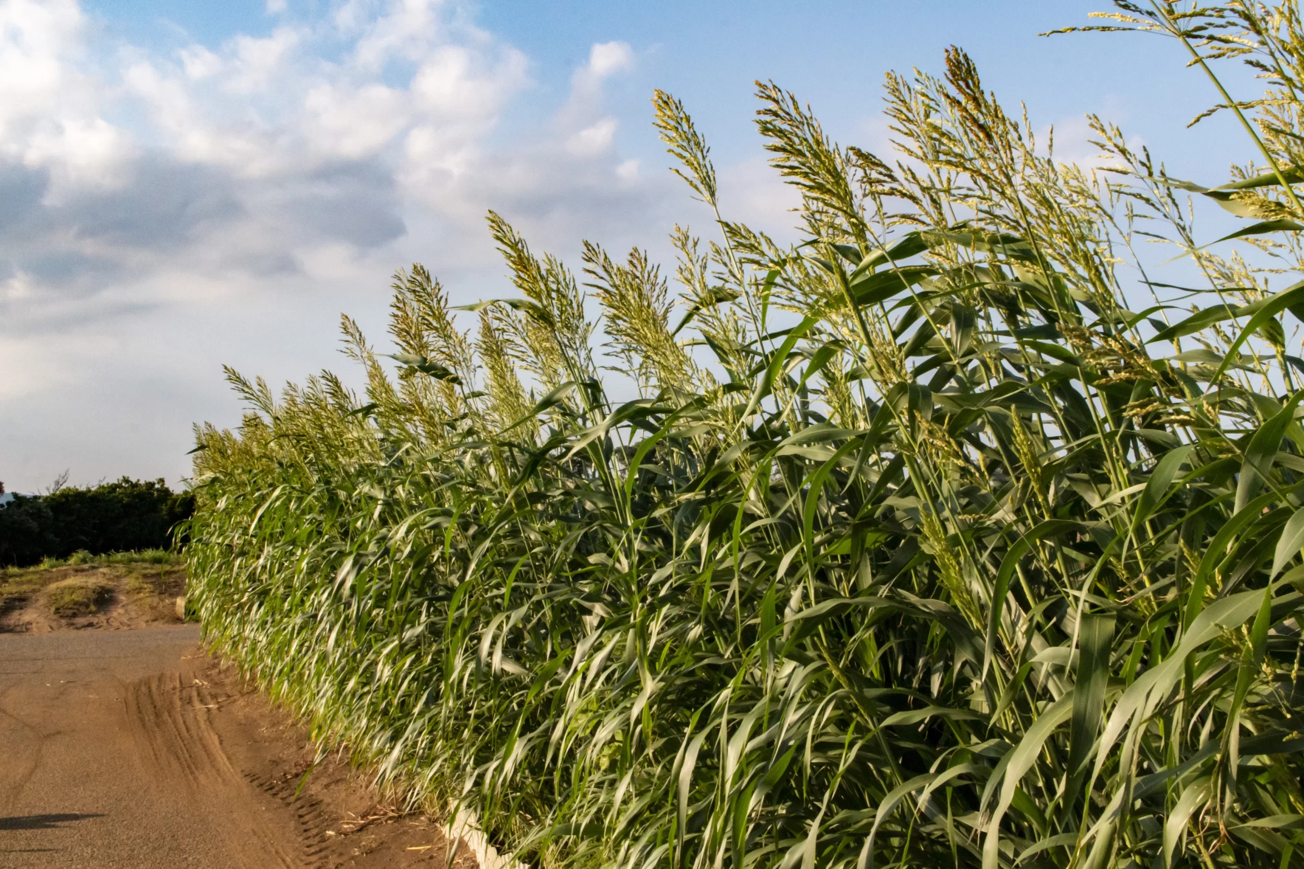 三崎口→黒崎海岸→黒崎の鼻