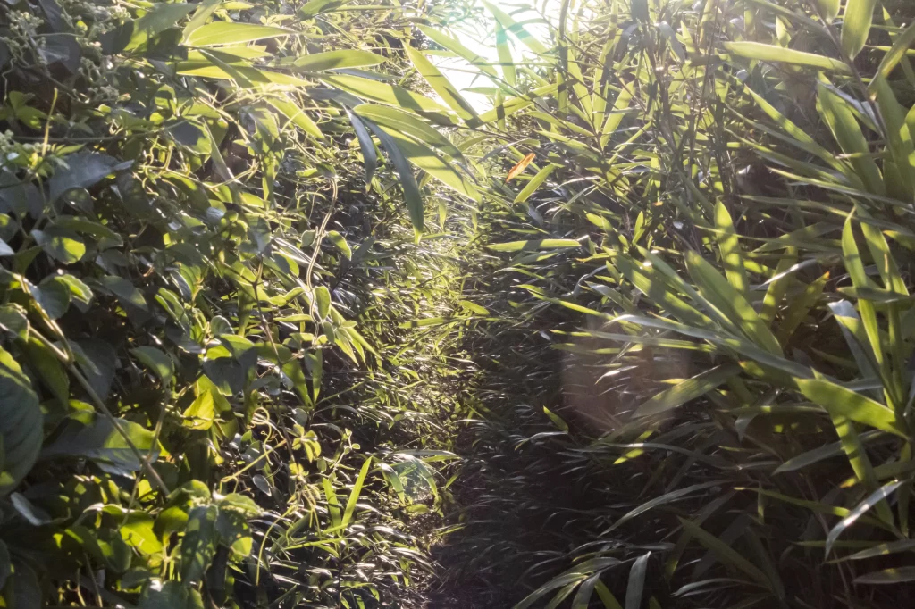 三崎口→黒崎海岸→黒崎の鼻