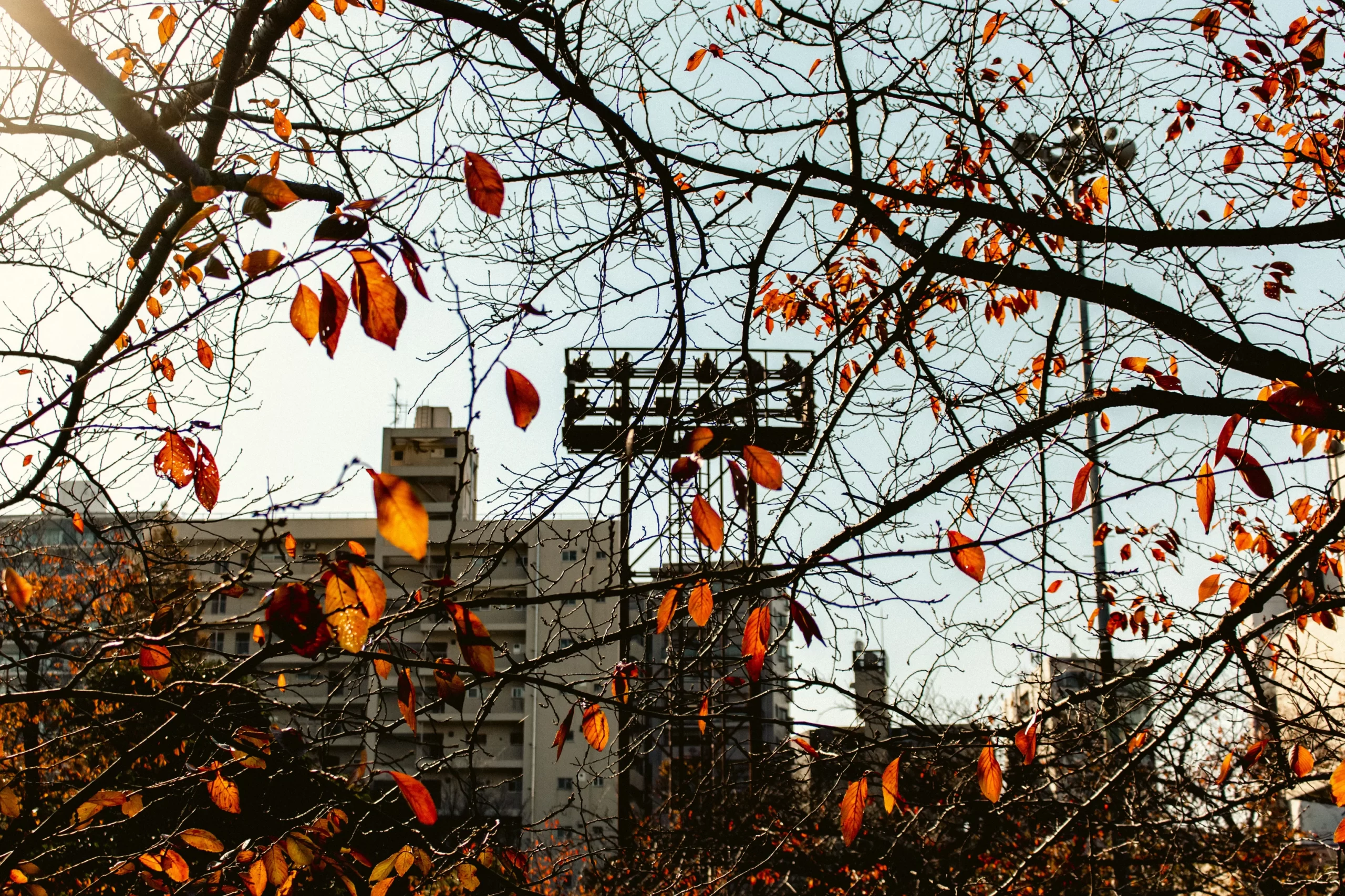 目黒→中目黒公園→目黒川