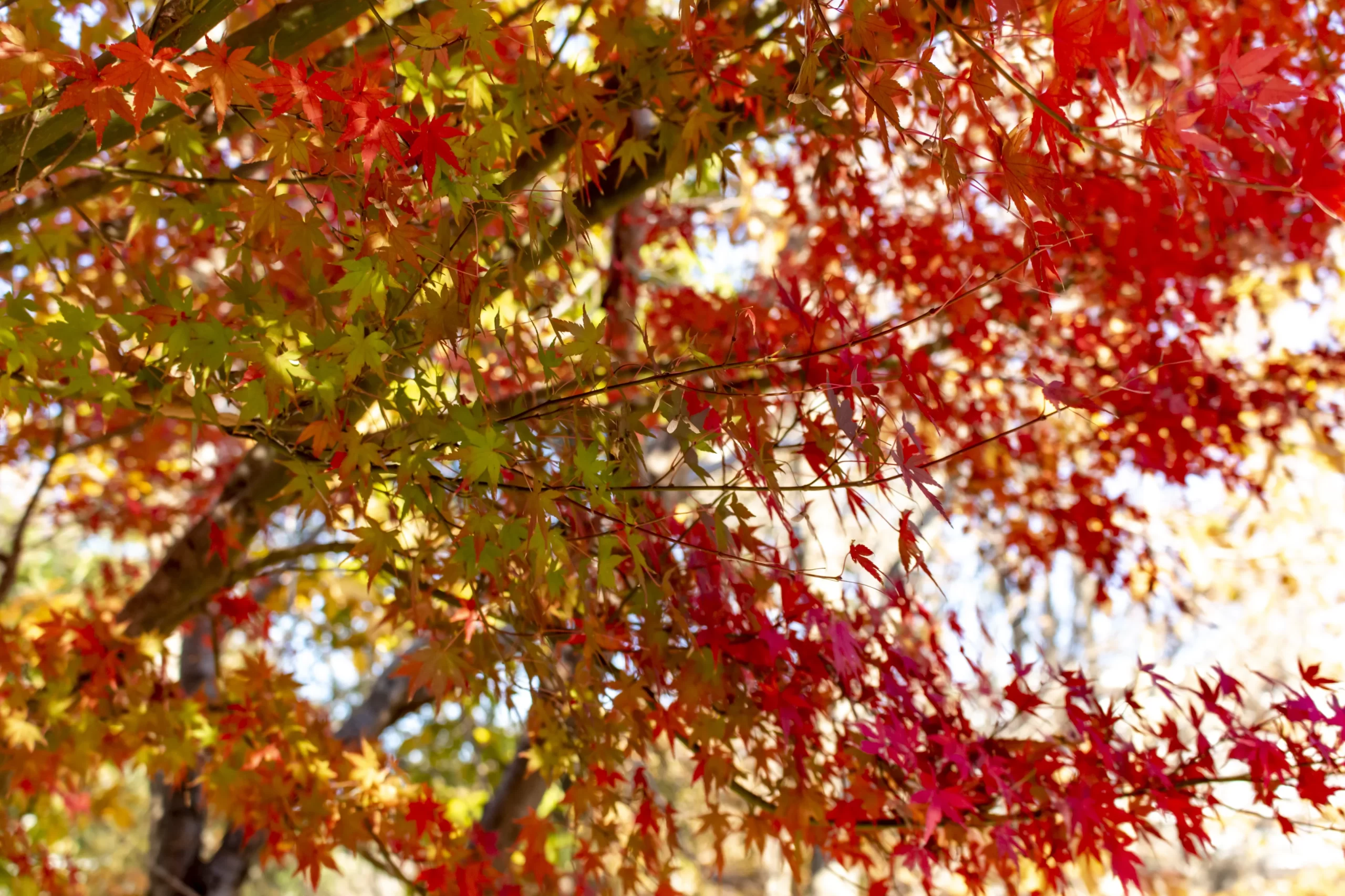 目黒→中目黒公園→目黒川 No.15