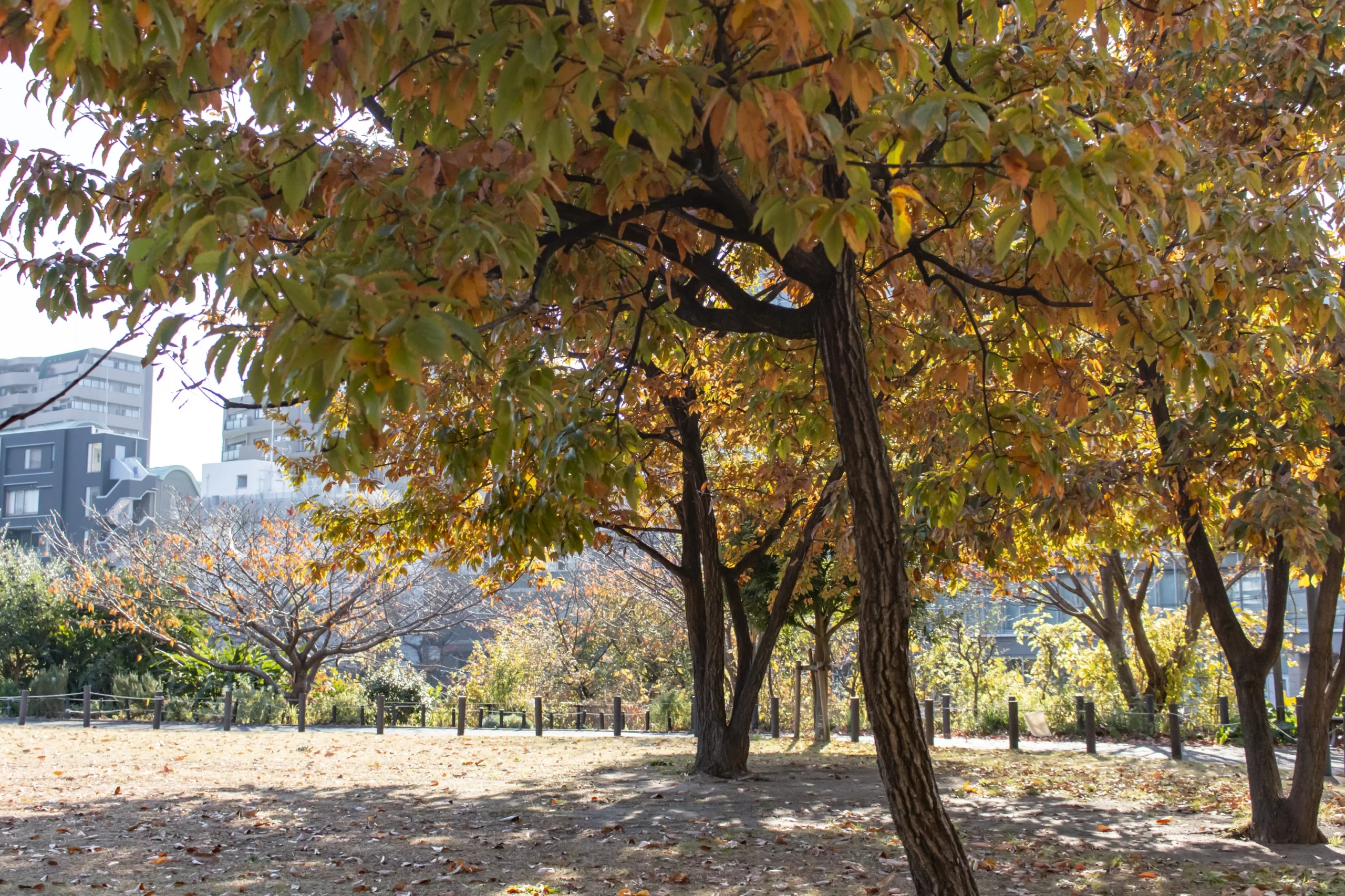 目黒→中目黒公園→目黒川 No.17