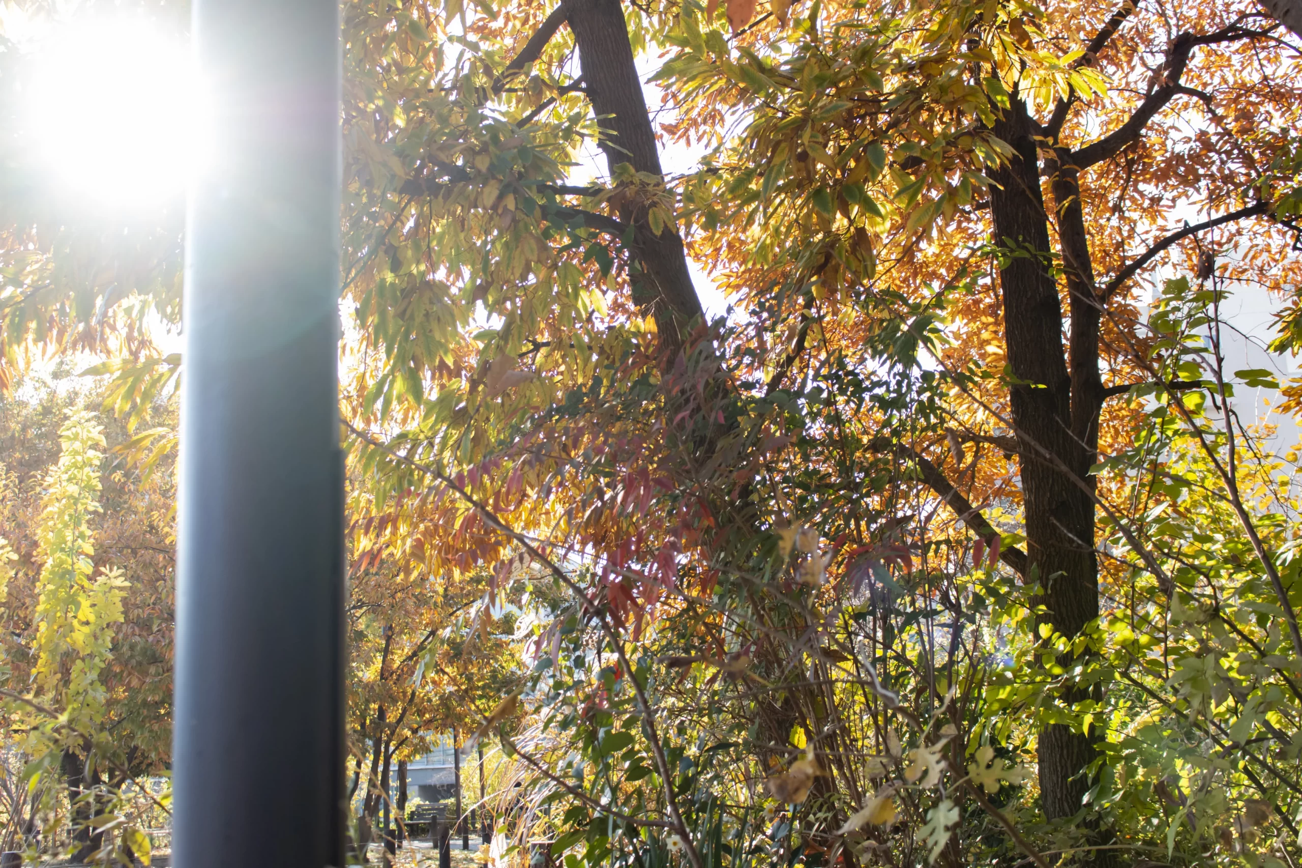 目黒→中目黒公園→目黒川 No.18