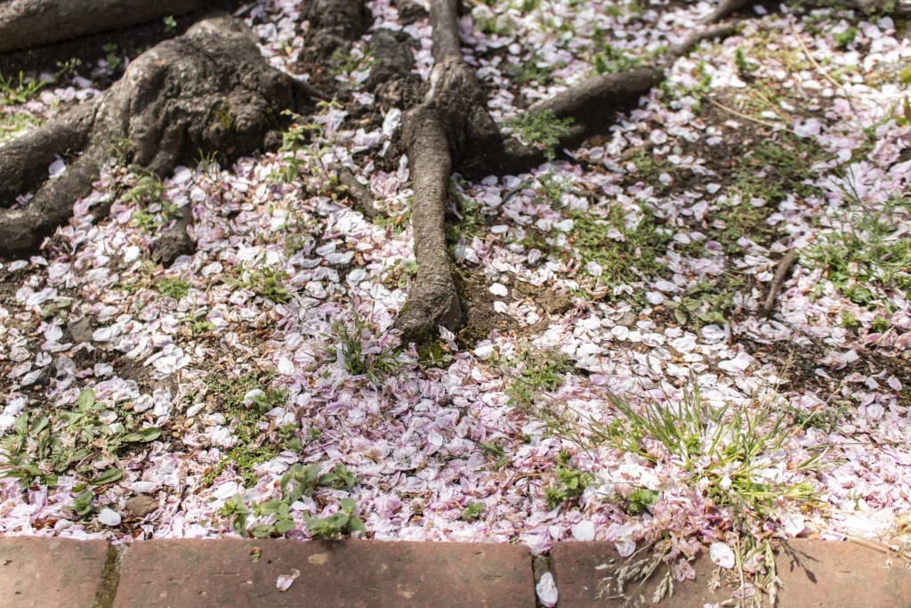 弘明寺→蒔田公園→野毛→赤煉瓦→みなとみらい→横浜