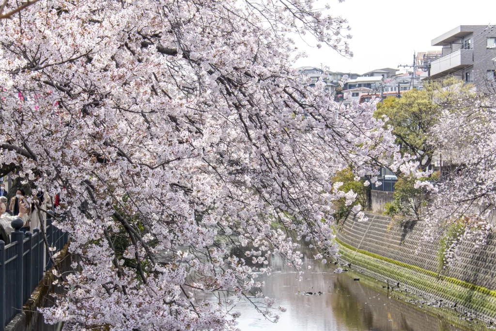 弘明寺→蒔田公園→野毛→赤煉瓦→みなとみらい→横浜