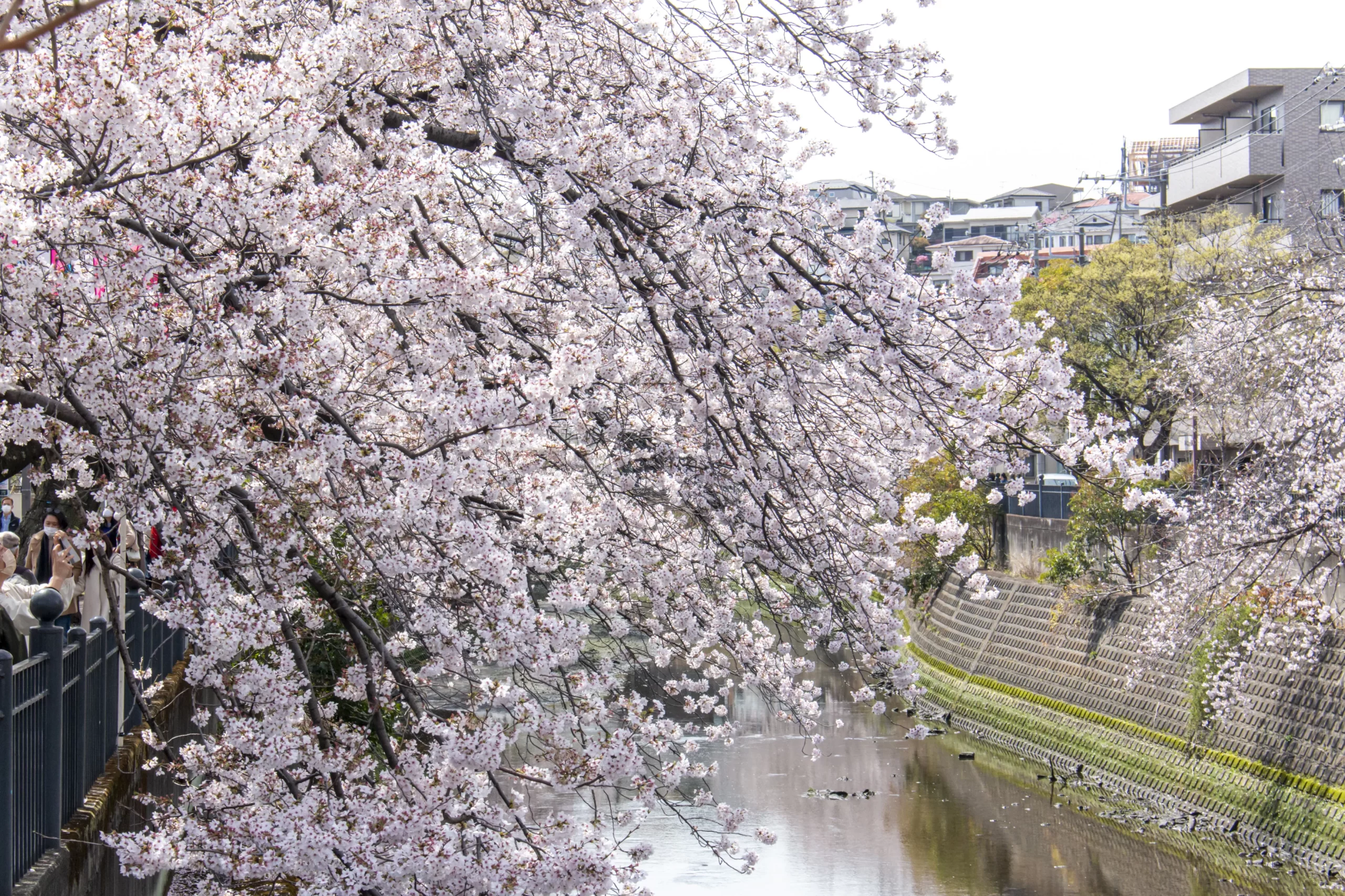 弘明寺→蒔田公園→野毛→赤煉瓦→みなとみらい→横浜 No.6