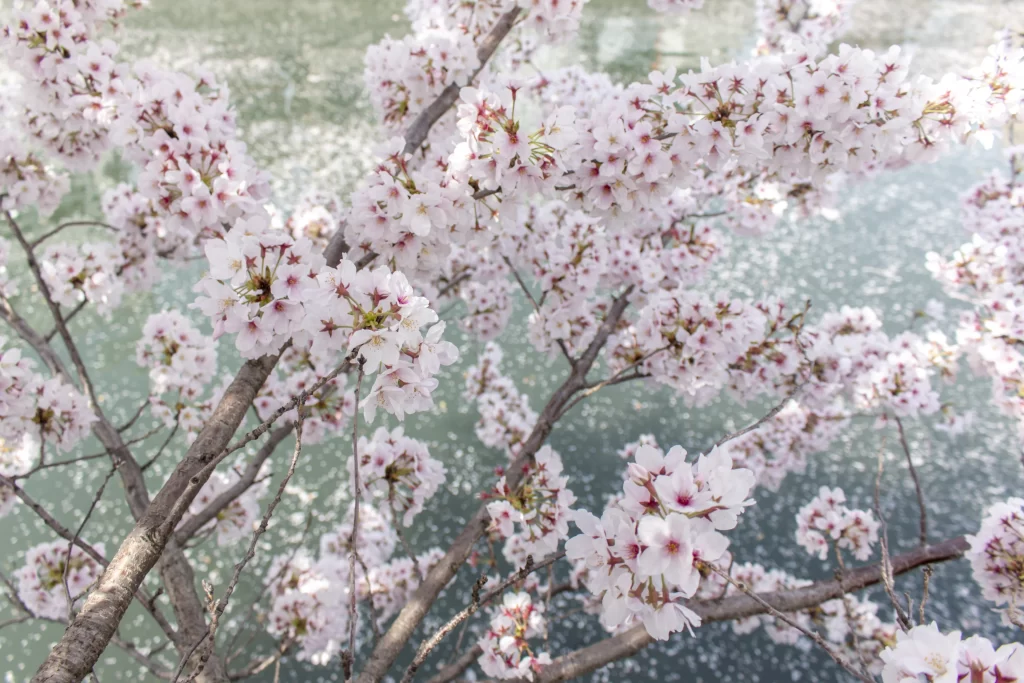 弘明寺→蒔田公園→野毛→赤煉瓦→みなとみらい→横浜