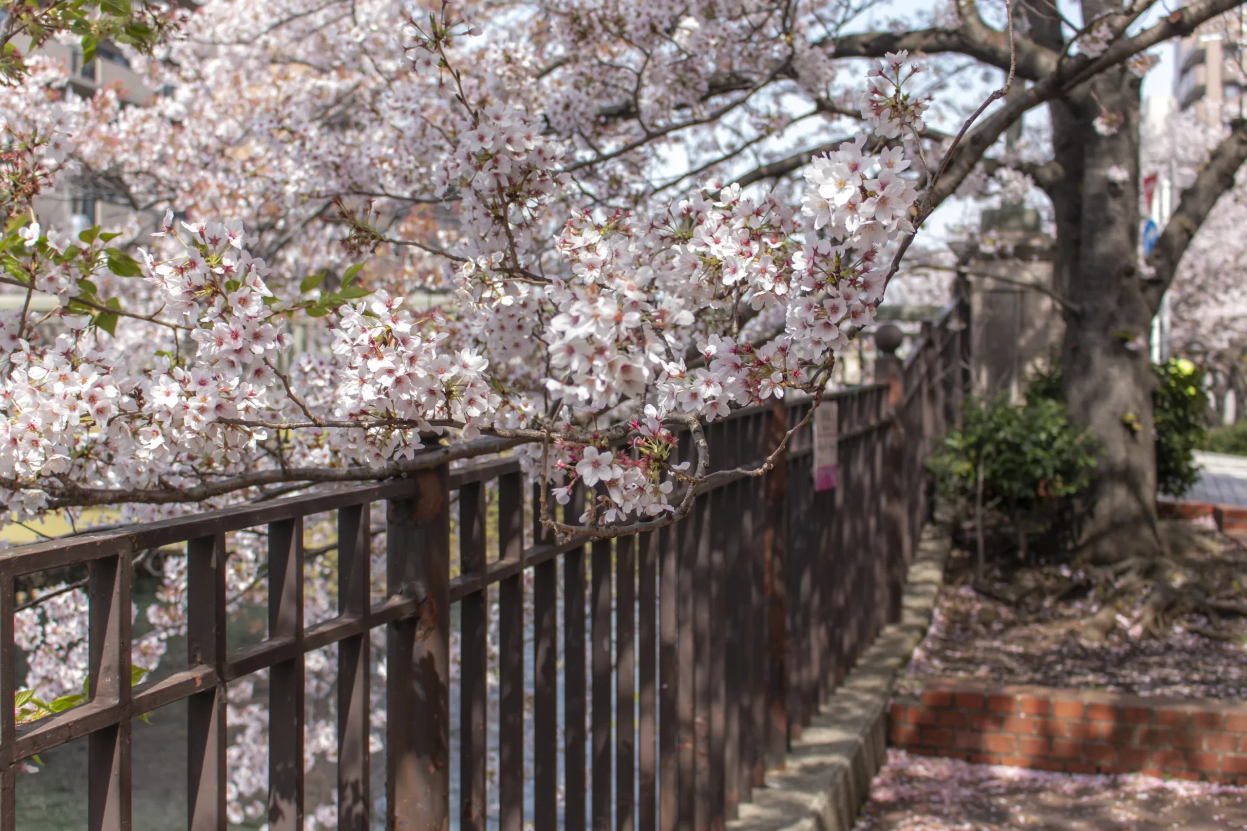 弘明寺→蒔田公園→野毛→赤煉瓦→みなとみらい→横浜
