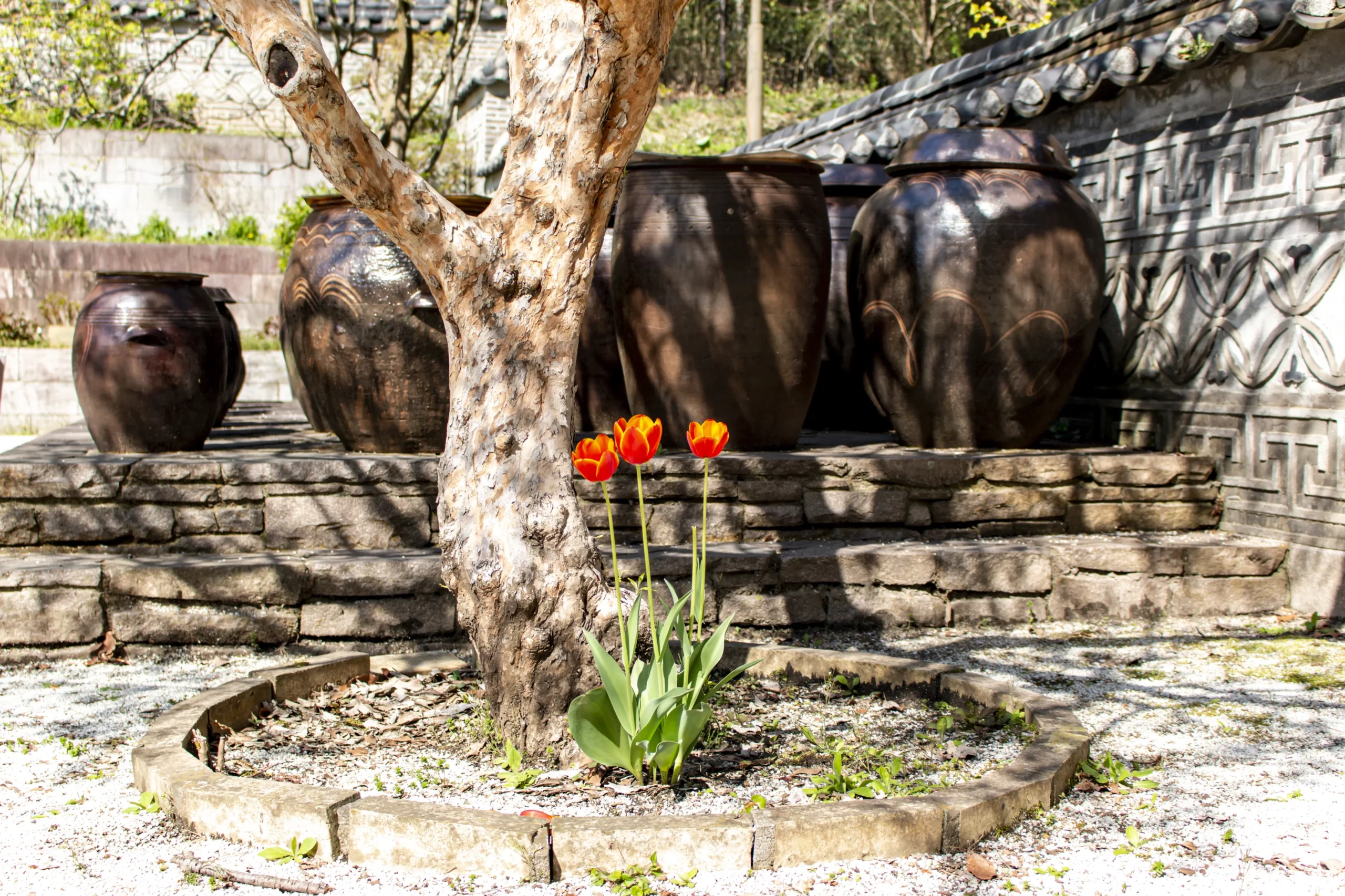 三ツ池公園の桜 No.4