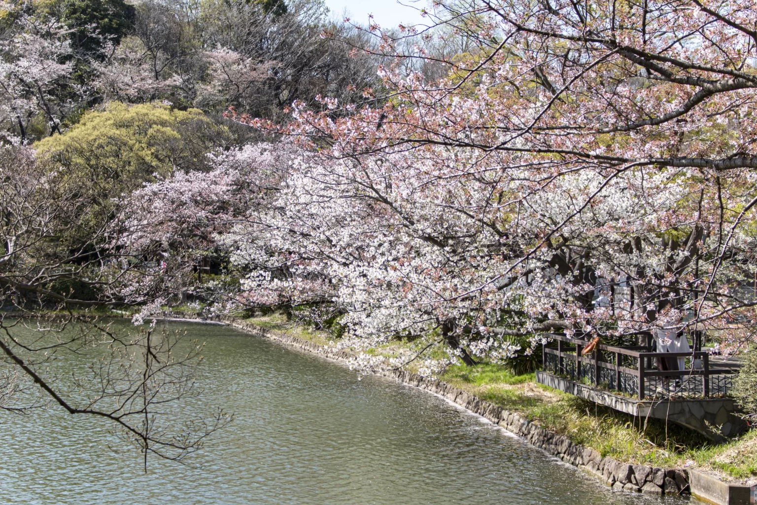 三ツ池公園の桜
