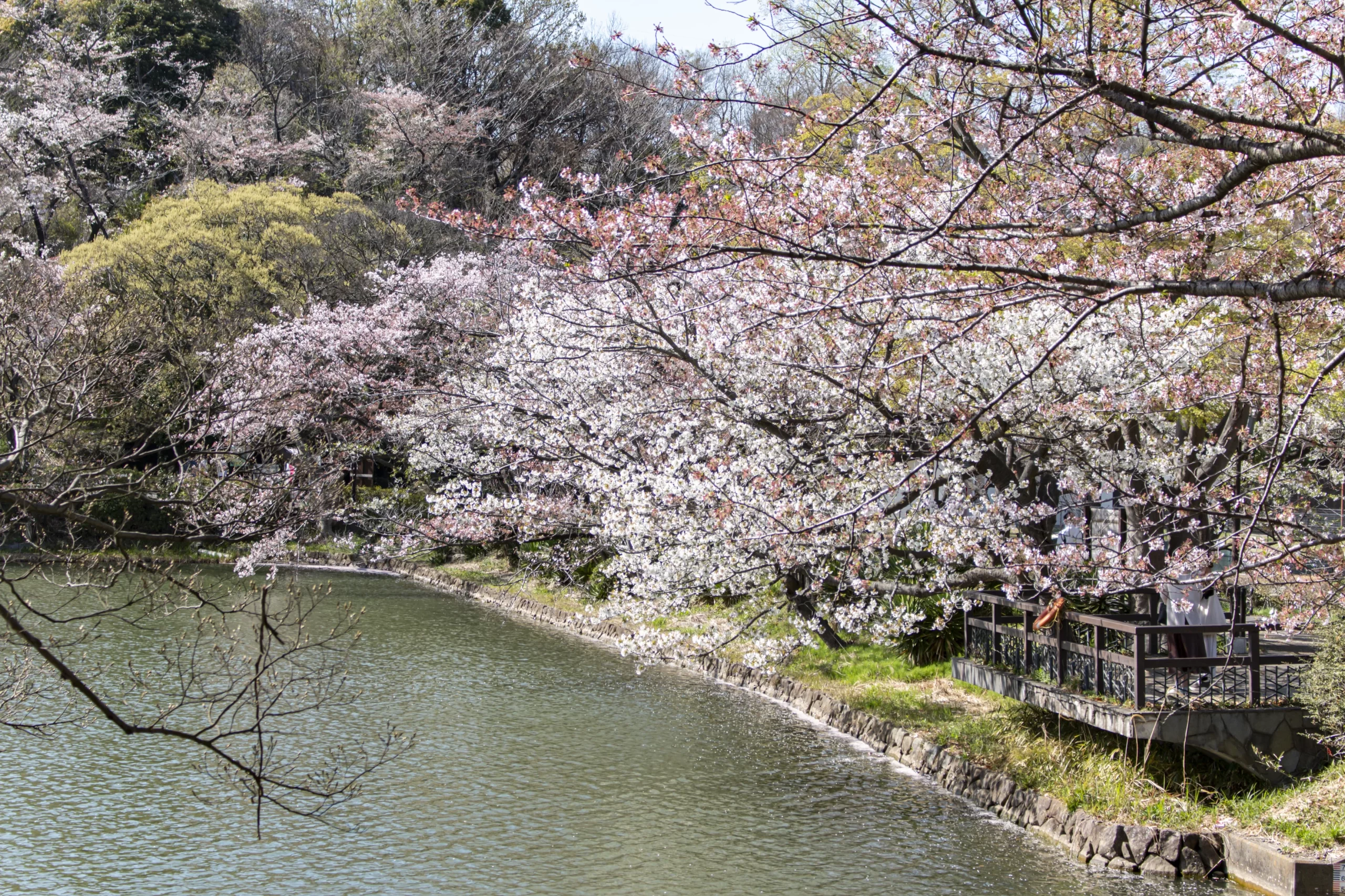 三ツ池公園の桜 No.5