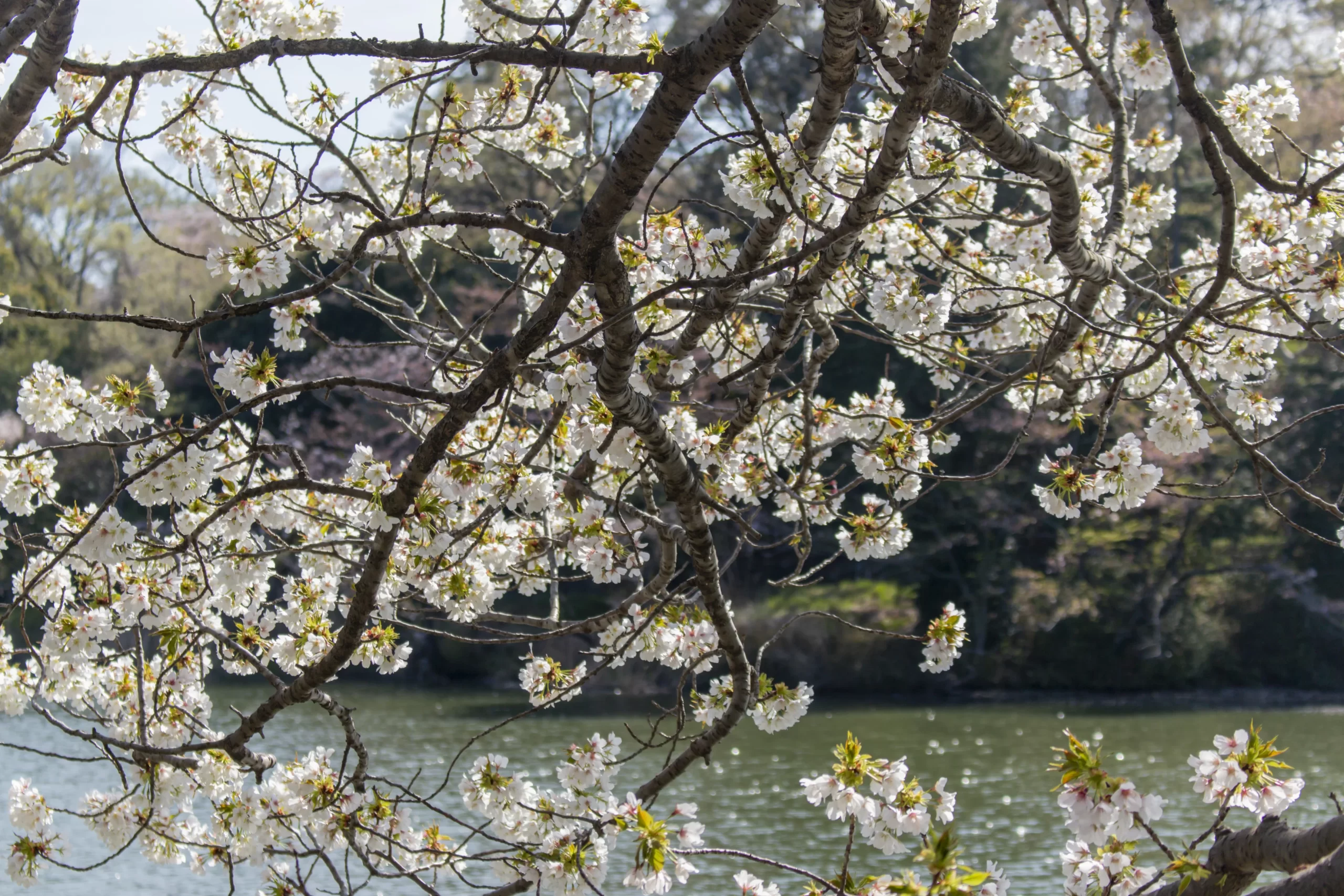 三ツ池公園の桜 No.6
