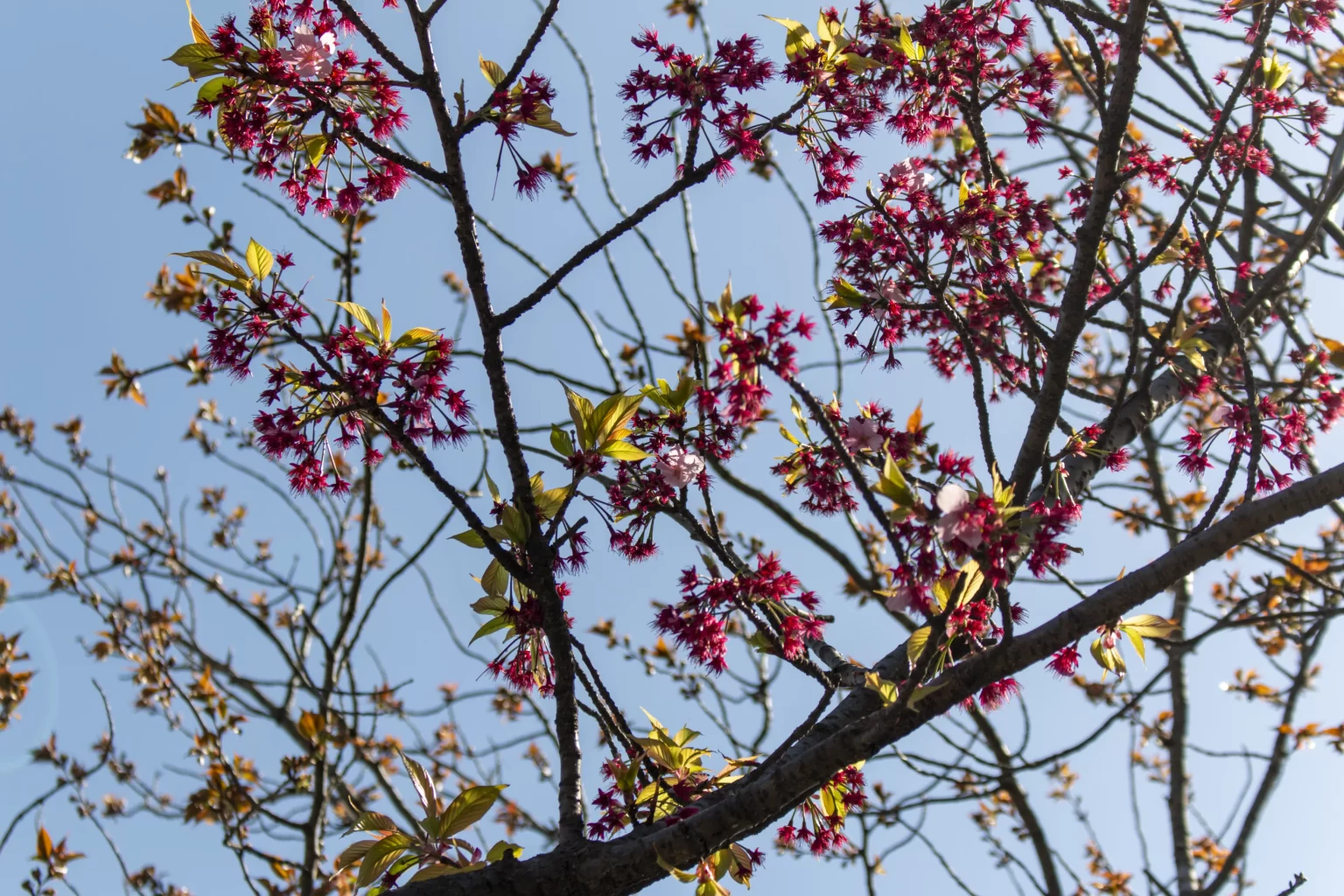 三ツ池公園の桜