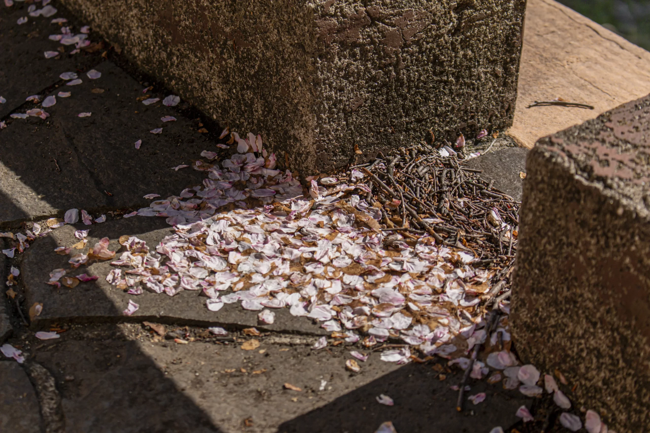 三ツ池公園の桜 No.9