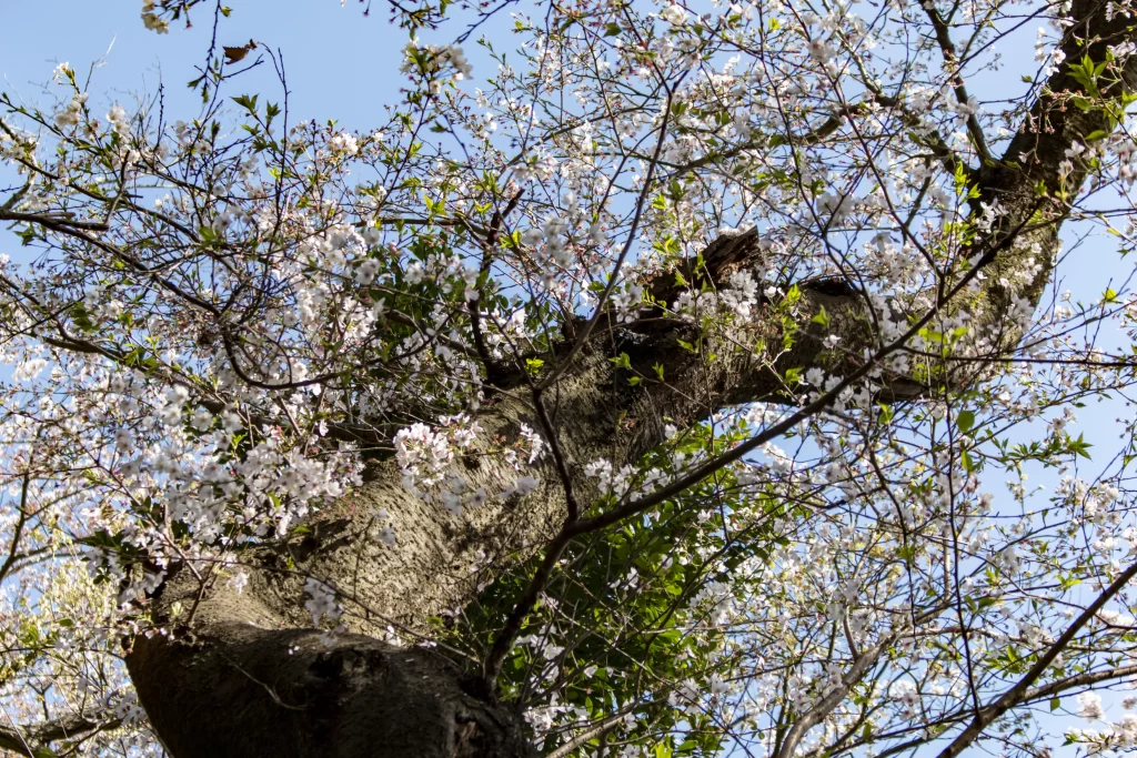 三ツ池公園の桜