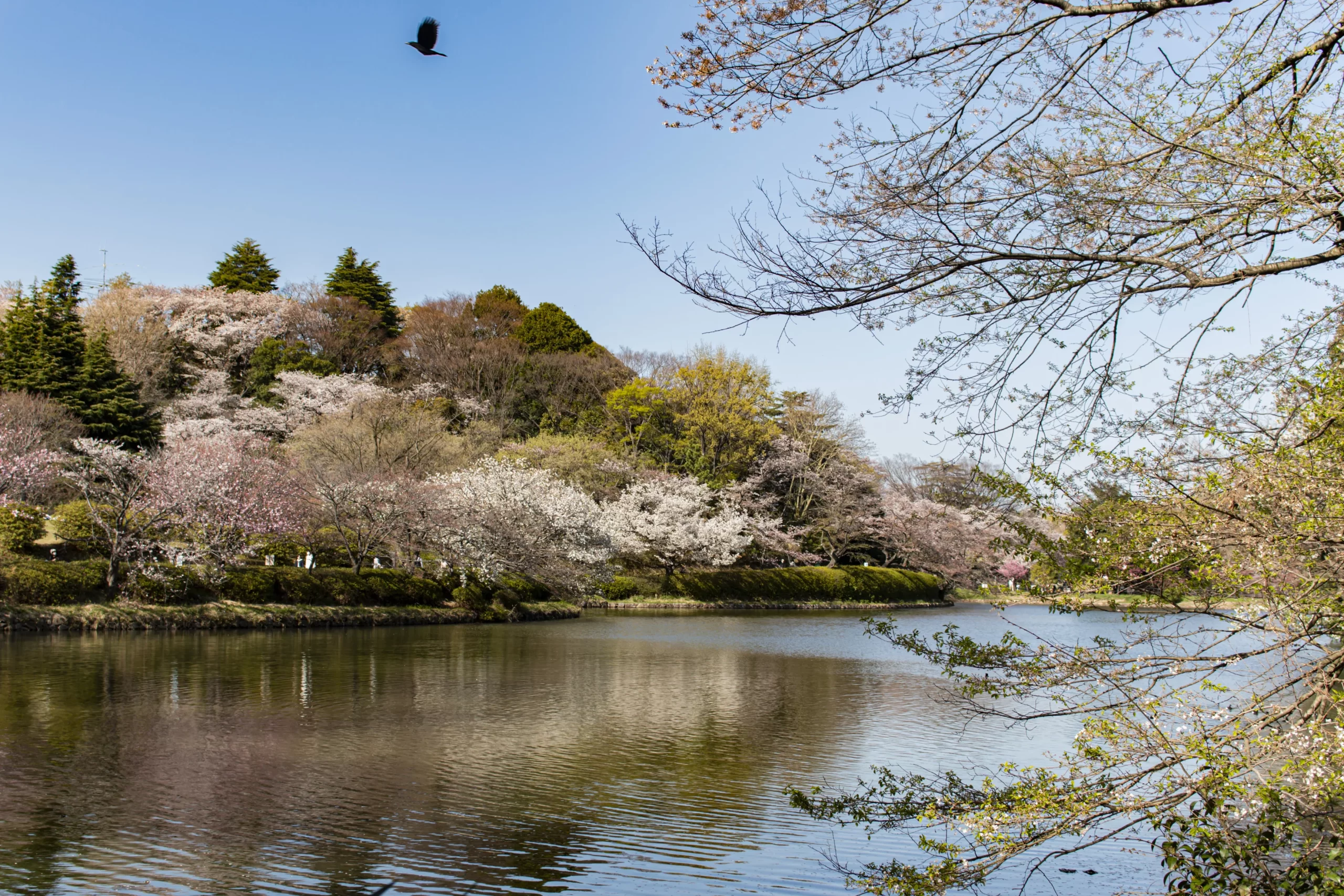 三ツ池公園の桜
