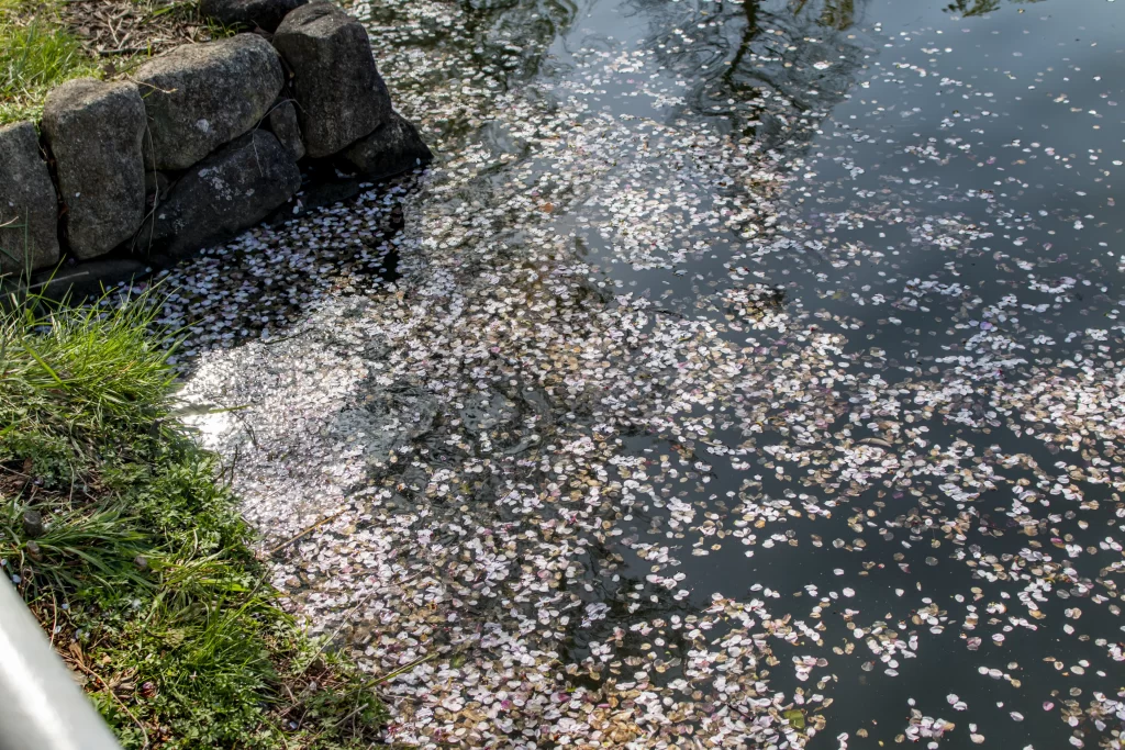 三ツ池公園の桜