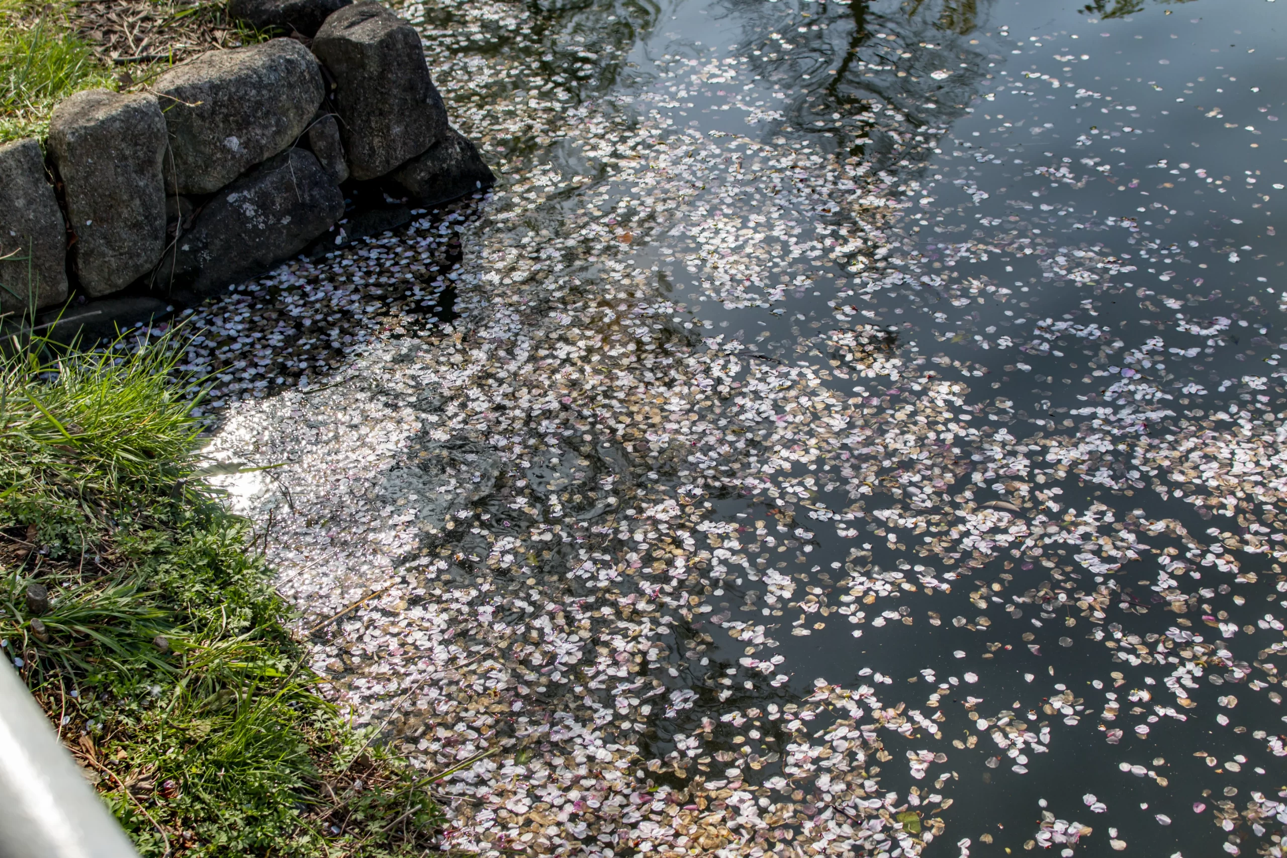 三ツ池公園の桜 No.14