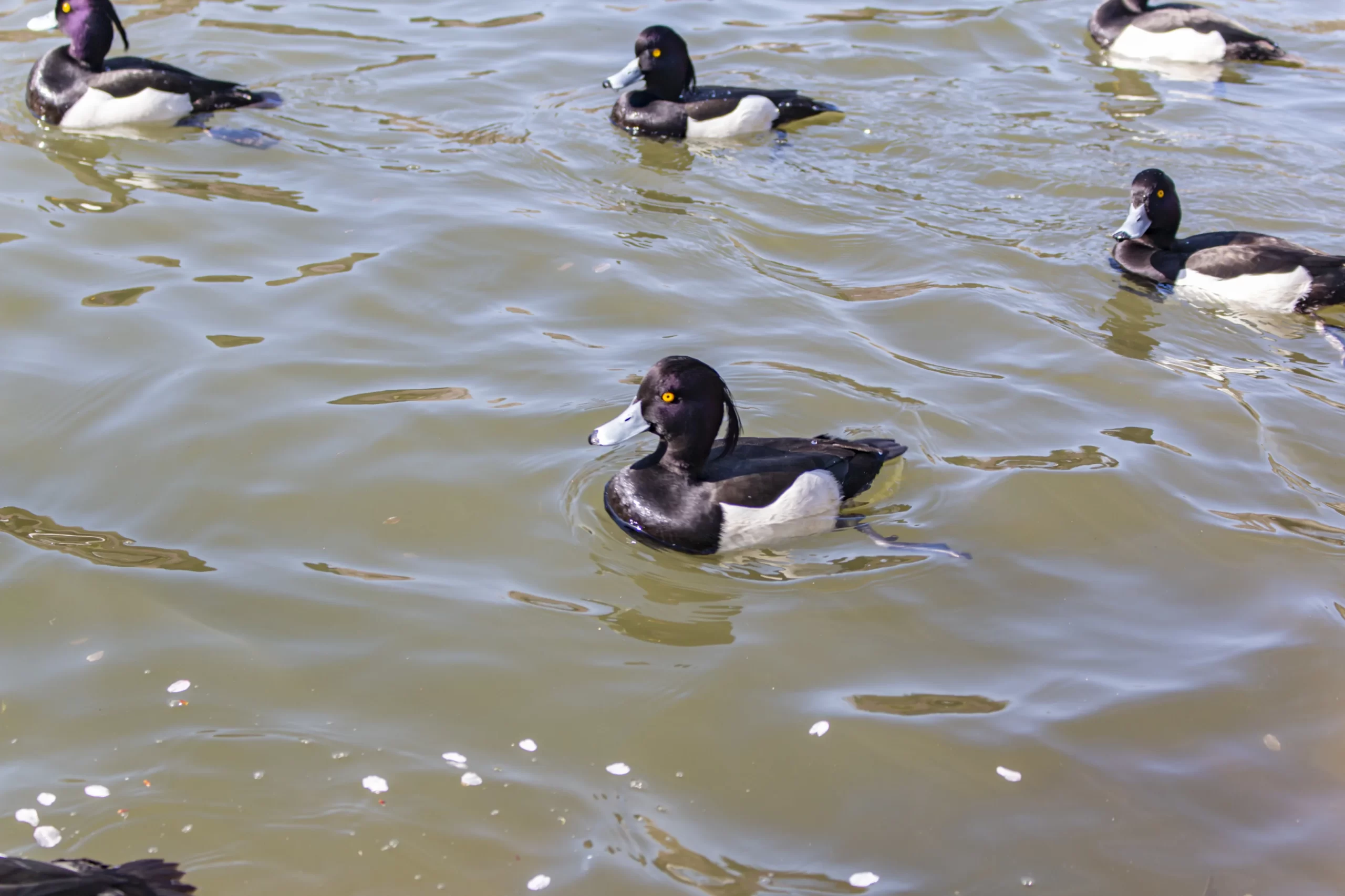 三ツ池公園の桜
