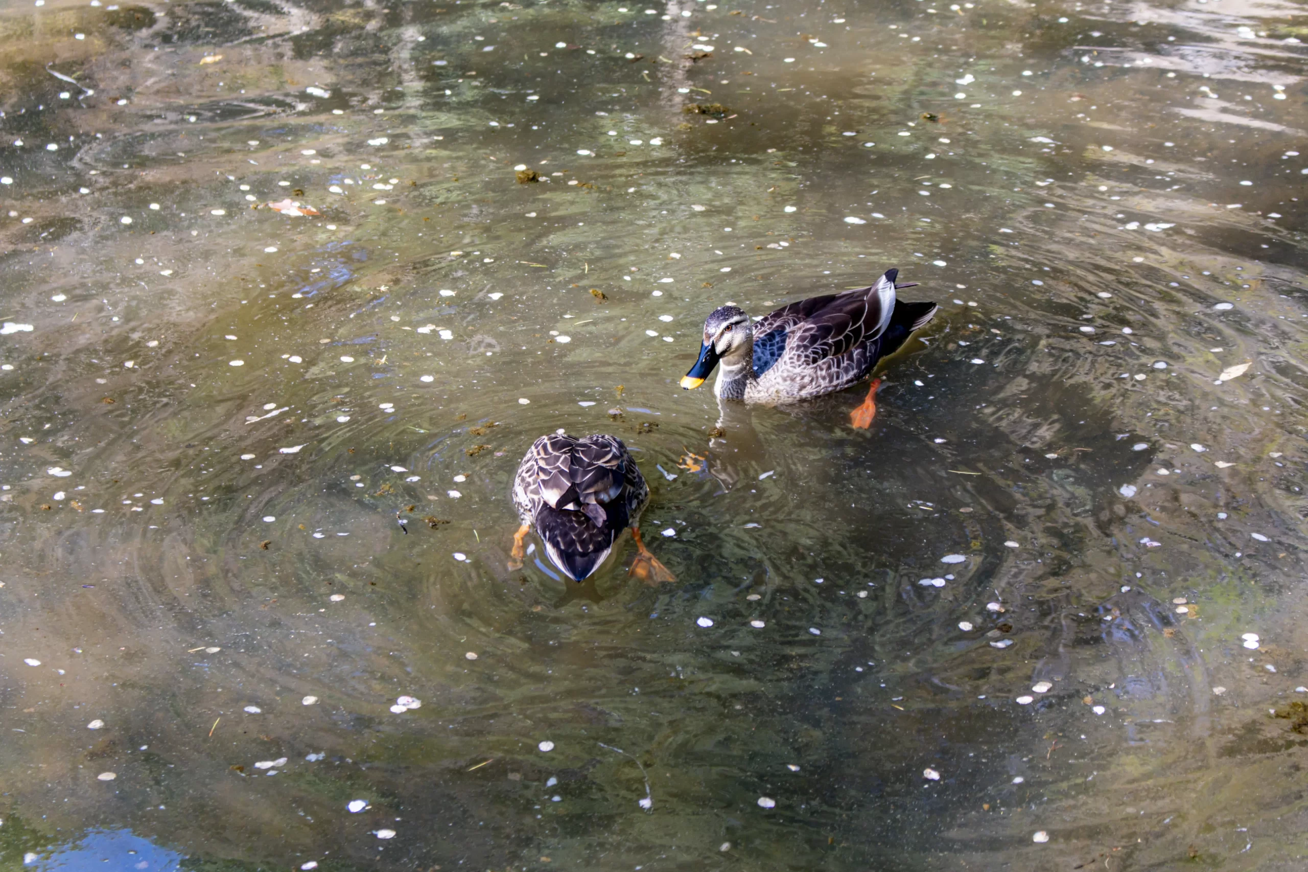 三ツ池公園の桜 No.17