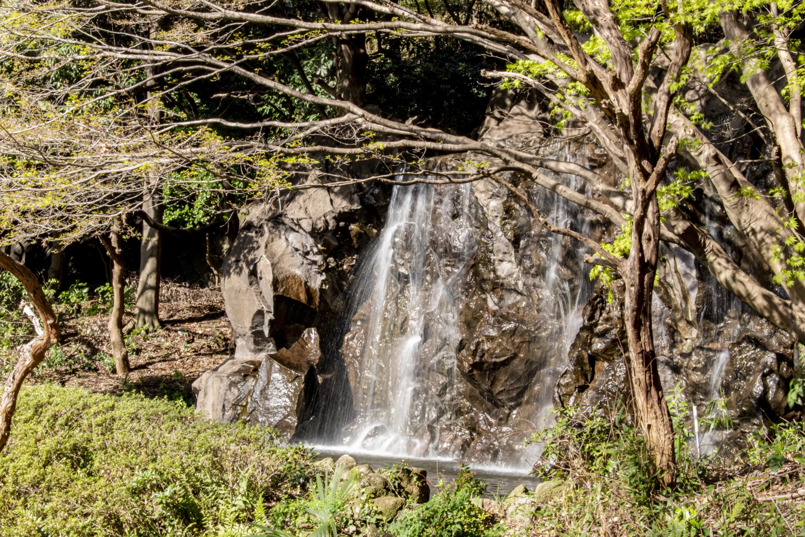 三ツ池公園の桜 No.18