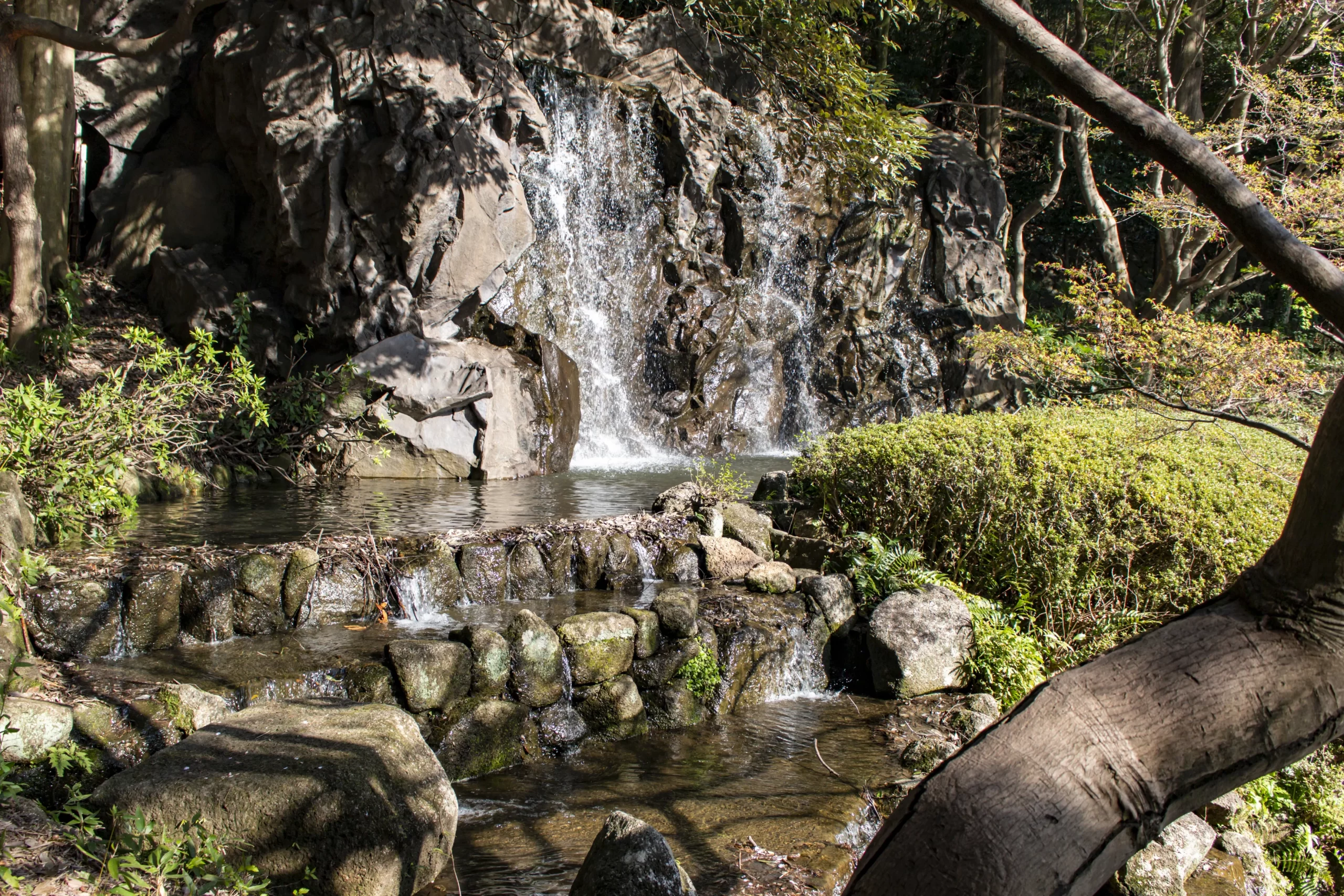 三ツ池公園の桜 No.19