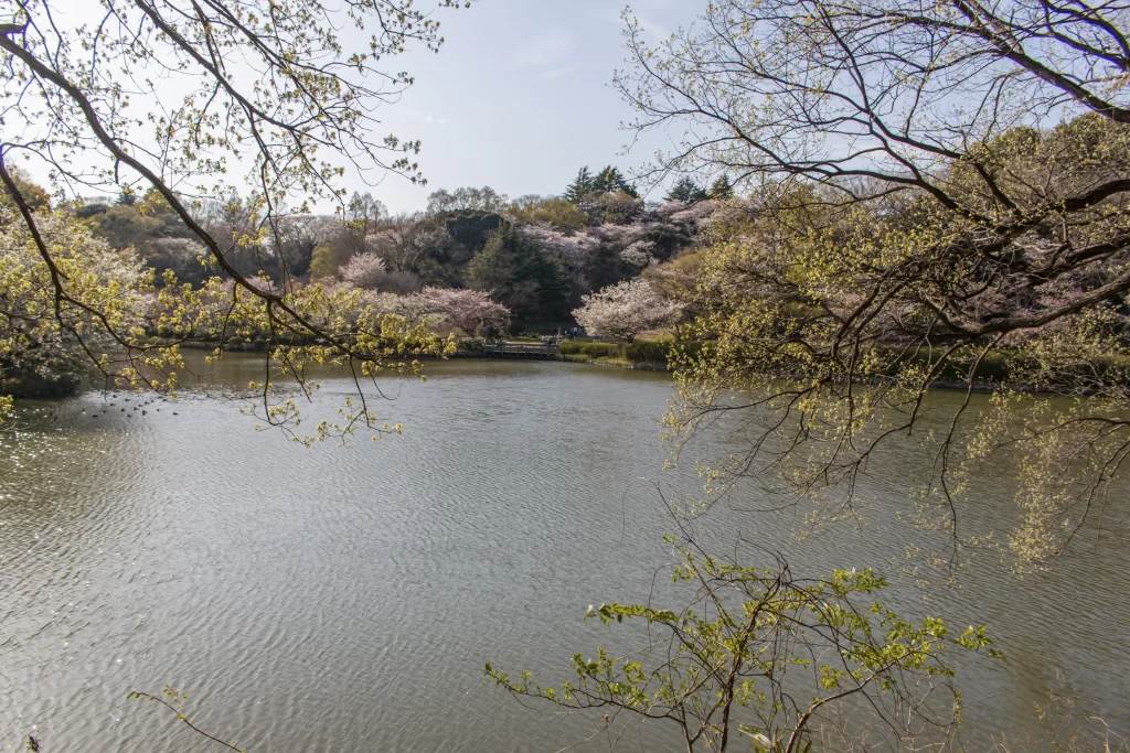 三ツ池公園の桜