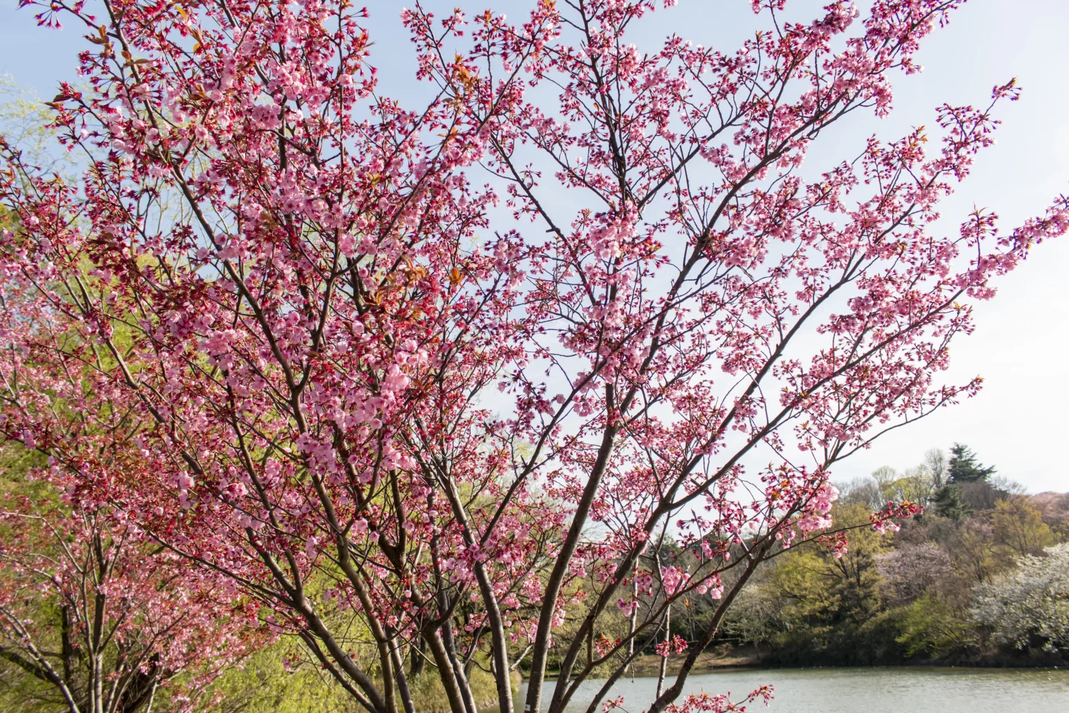 三ツ池公園の桜