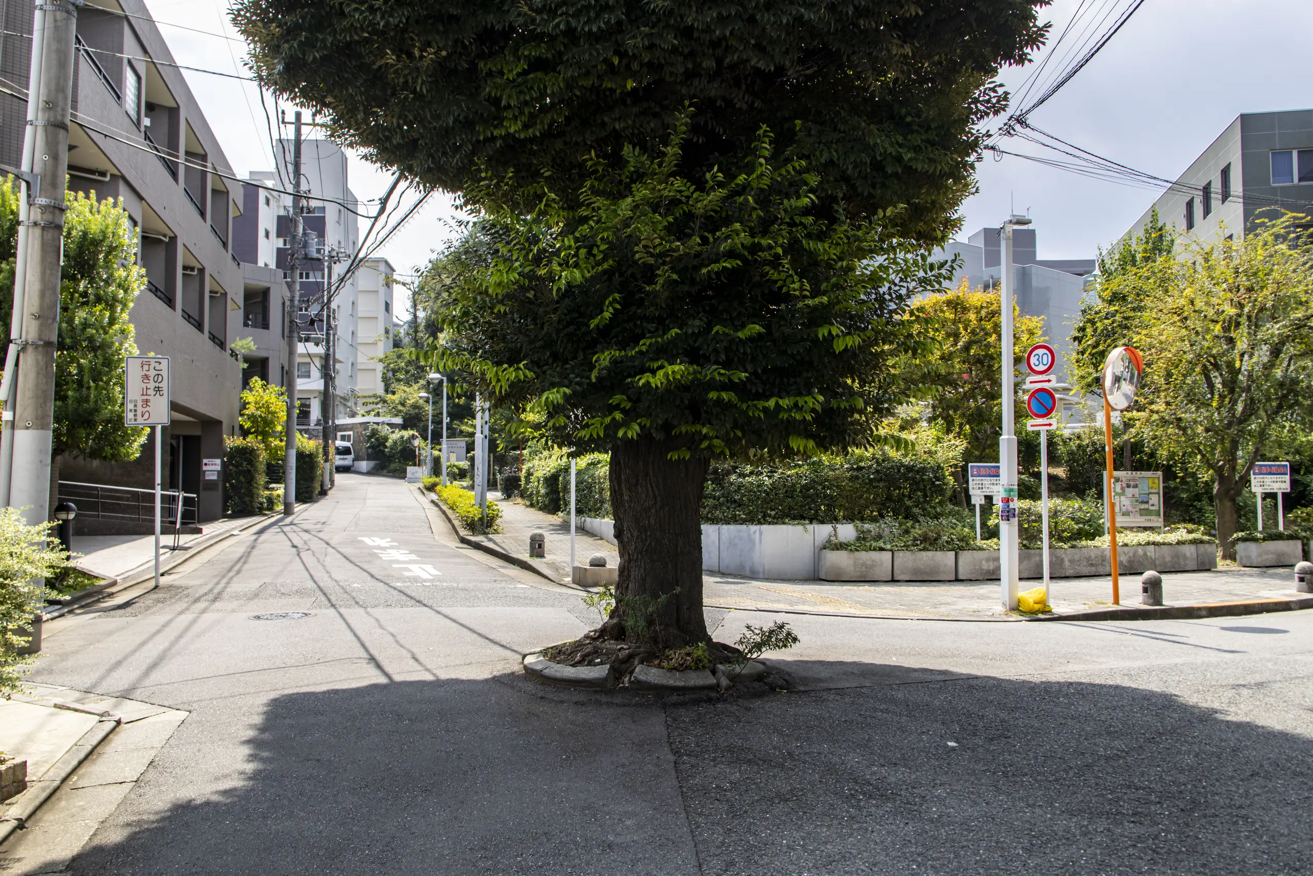 道路の真ん中に木