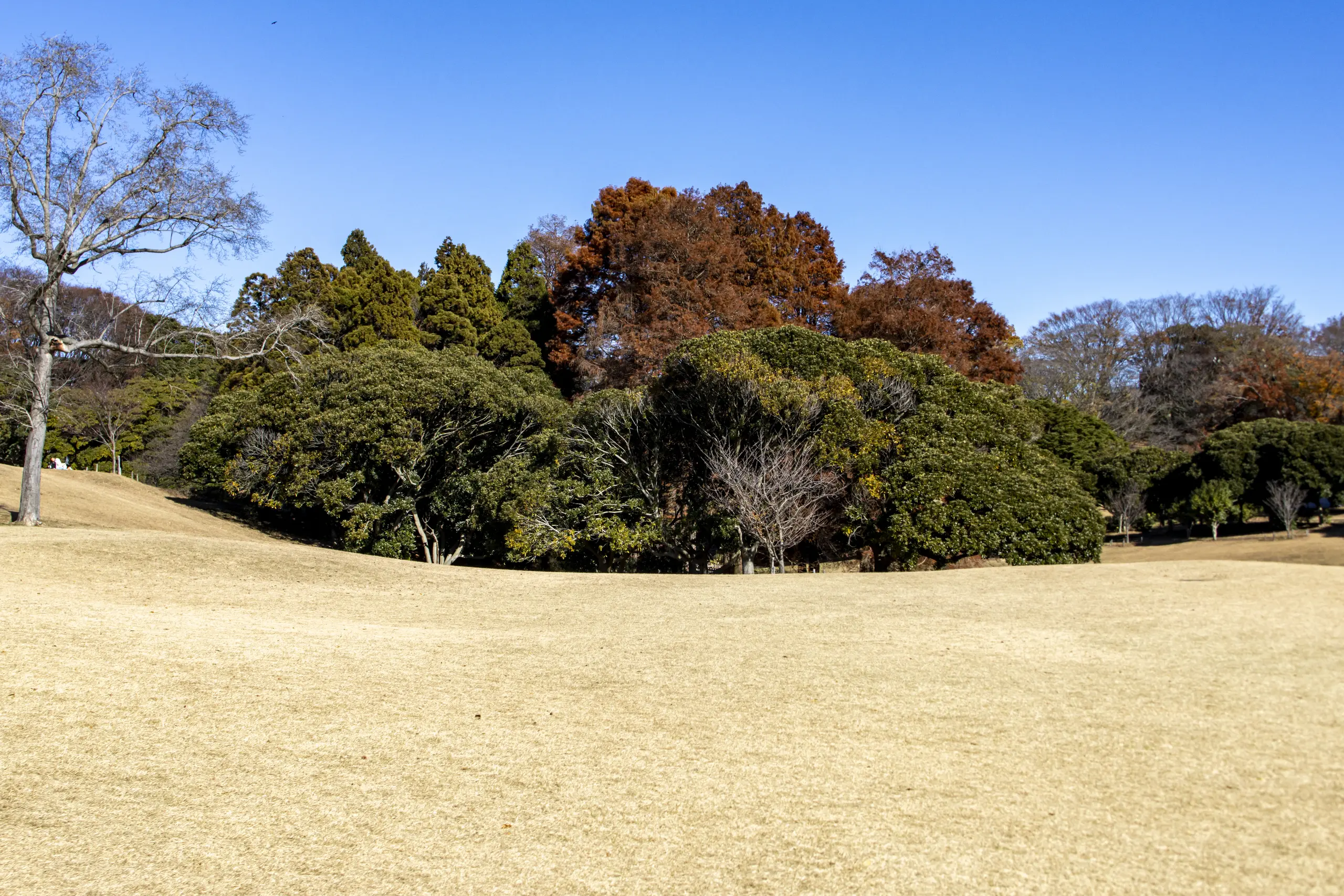 根岸駅→根岸森林公園→関内→みなとみらい→横浜駅 No.10